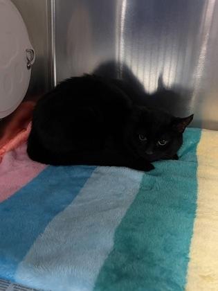 Boots, Adoptable, Adult Male Domestic Short Hair & Domestic Short Hair.