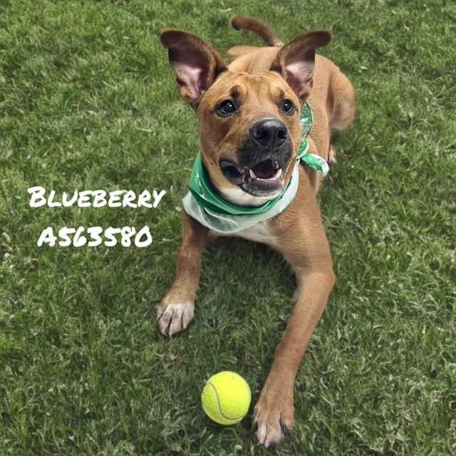 Enlarge BLUEBERRY, a Adoptable mixed breed in Huntsville, AL image 1/1