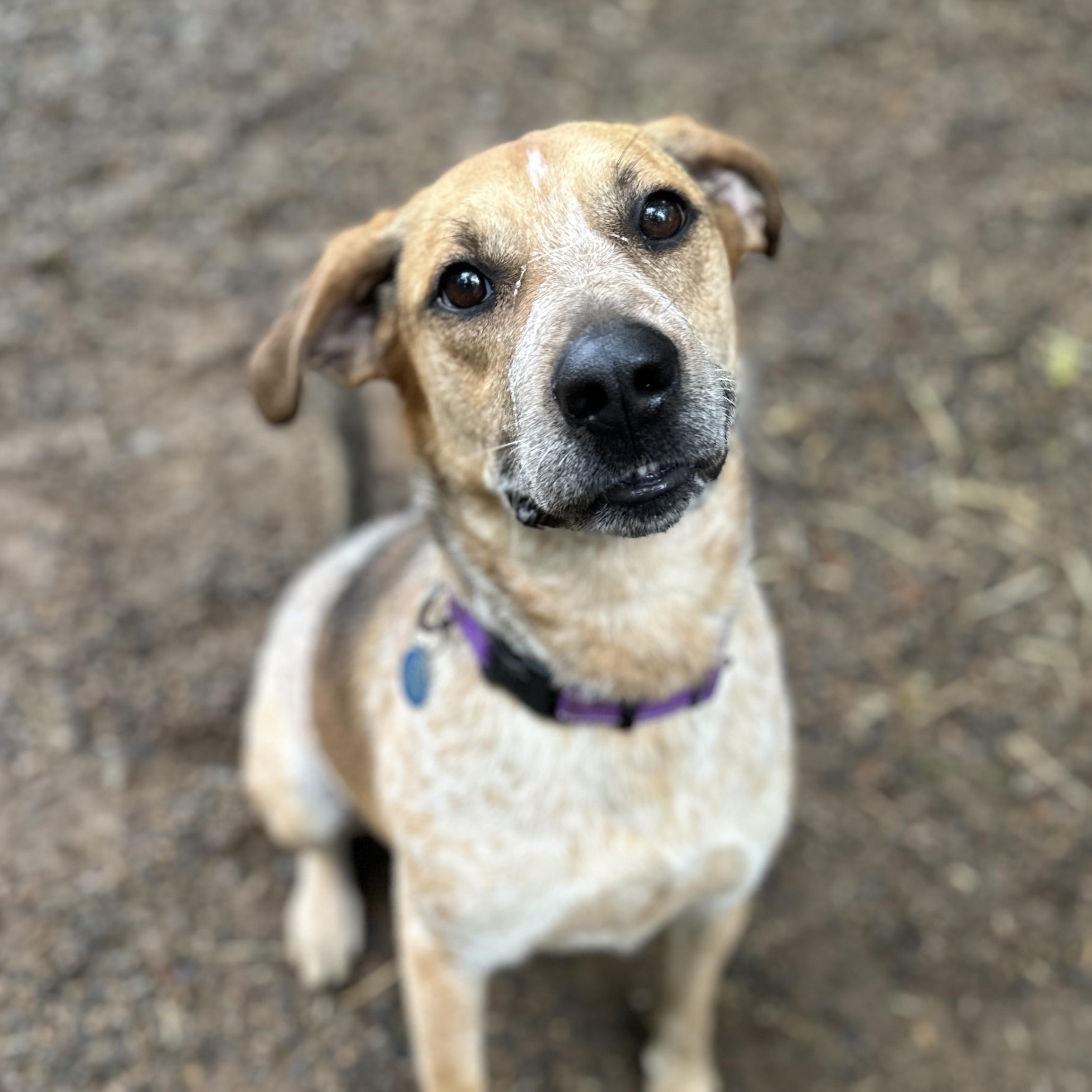 Enlarge Freddy, a Adoptable mixed breed in Smithtown, NY image 2/6