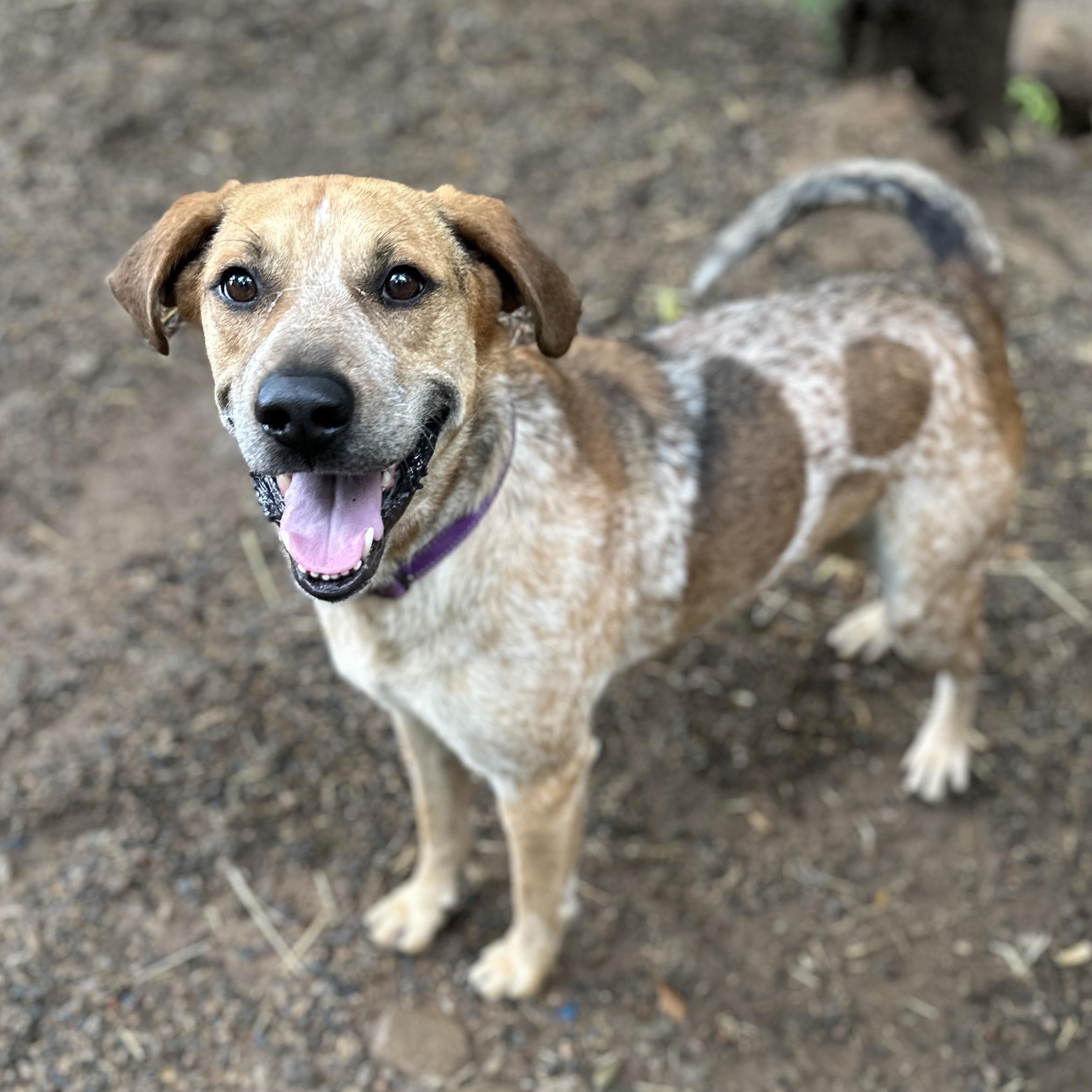 Enlarge Freddy, a Adoptable mixed breed in Smithtown, NY image 6/6