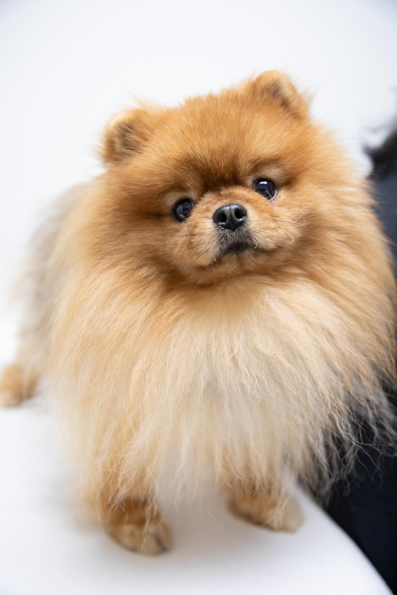 Enlarge Peter Puffball, an adopted Pomeranian in Montclair, NJ image 1/6