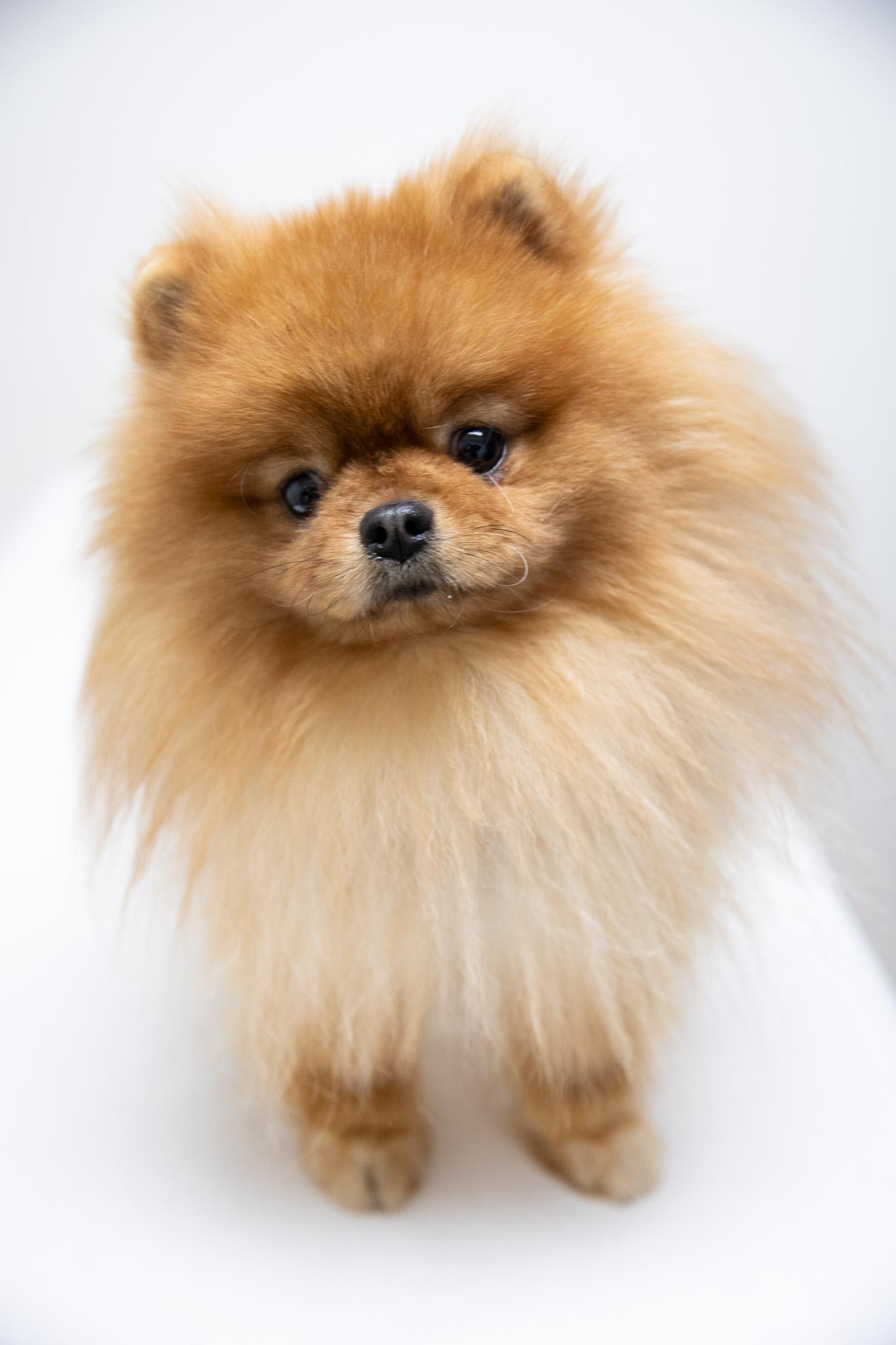 Enlarge Peter Puffball, an adopted Pomeranian in Montclair, NJ image 4/6