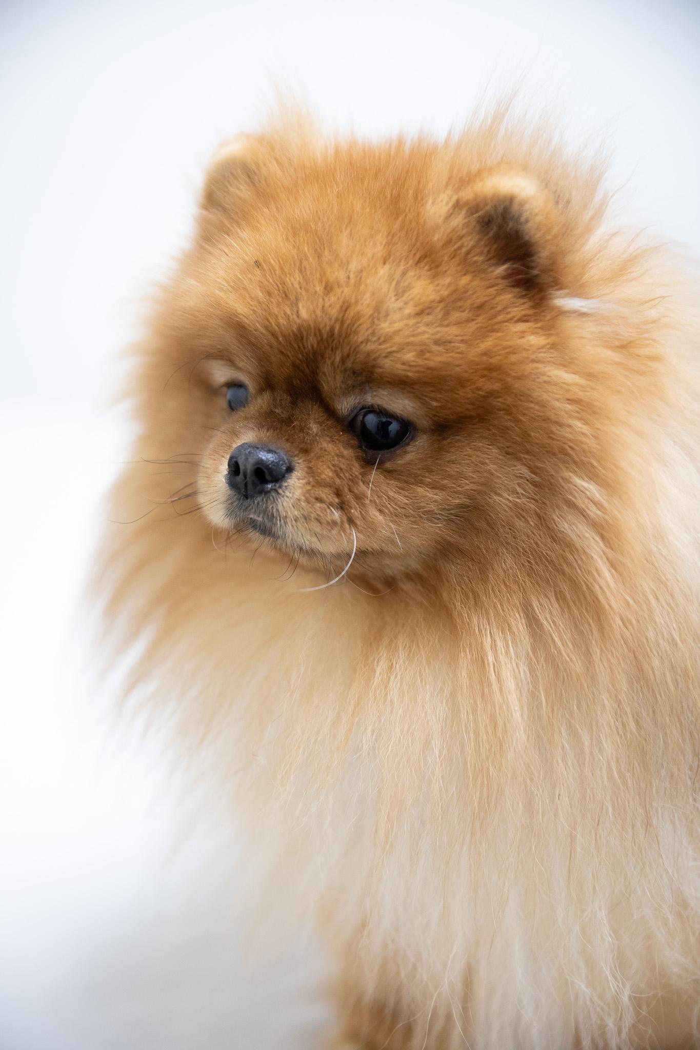 Enlarge Peter Puffball, an adopted Pomeranian in Montclair, NJ image 5/6