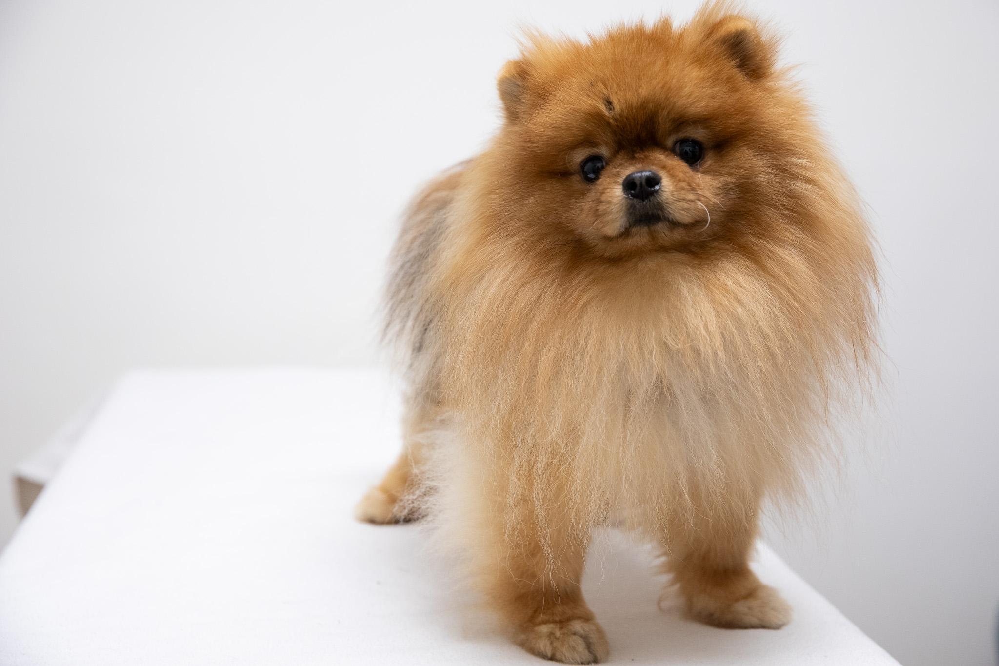 Enlarge Peter Puffball, an adopted Pomeranian in Montclair, NJ image 6/6