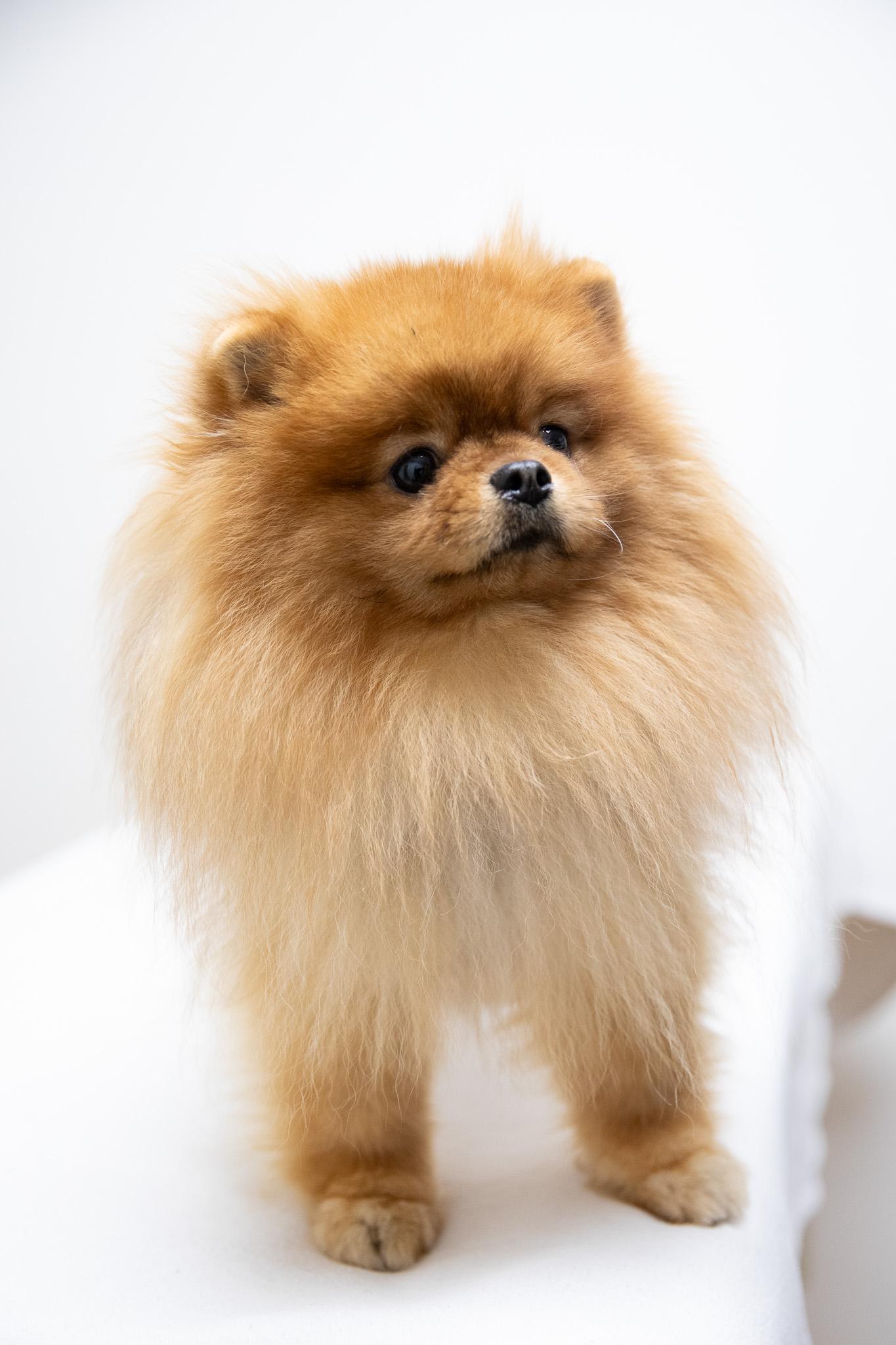 Enlarge Peter Puffball, an adopted Pomeranian in Montclair, NJ image 2/6