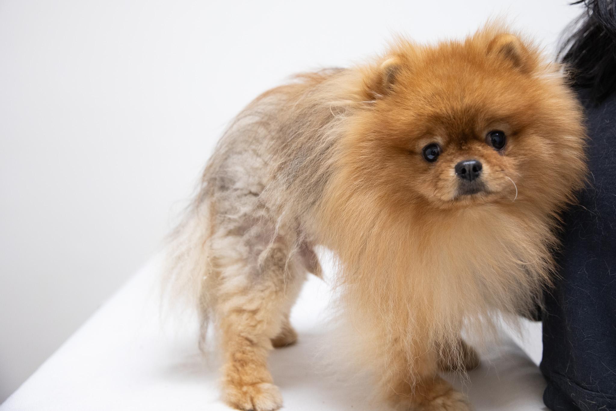 Enlarge Peter Puffball, an adopted Pomeranian in Montclair, NJ image 3/6