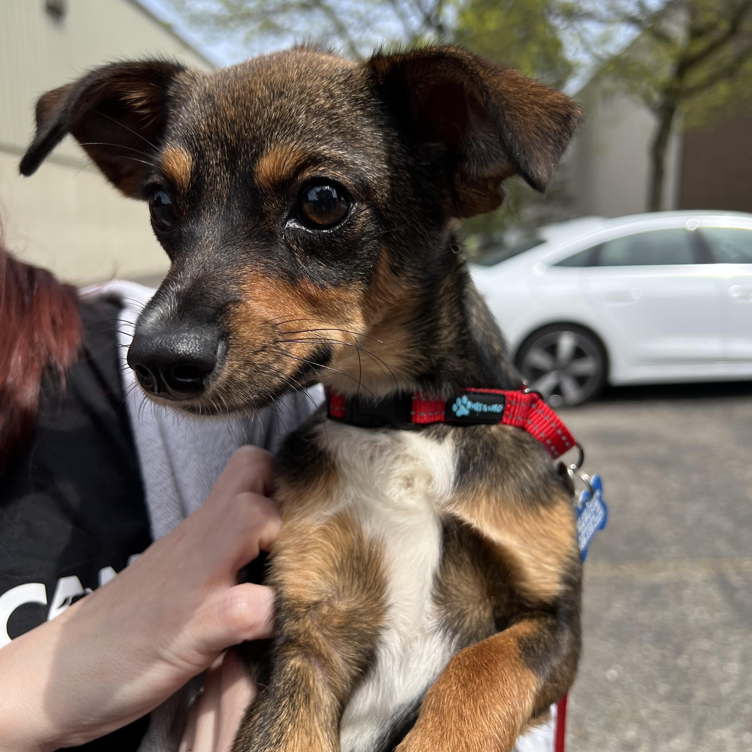 Enlarge Ella Vator, an adopted mixed breed in Armada, MI image 2/2