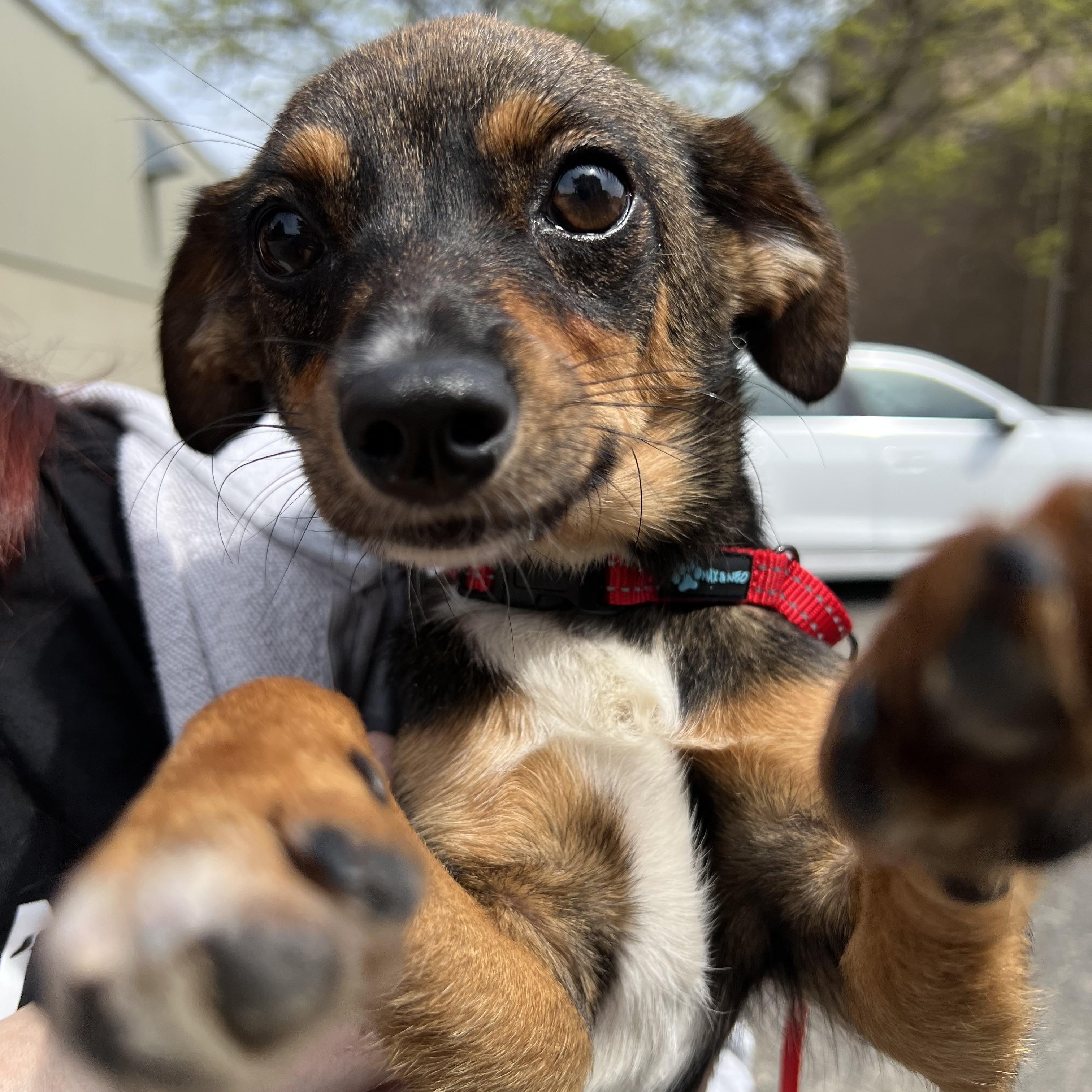 Enlarge Ella Vator, an adopted mixed breed in Armada, MI image 1/2