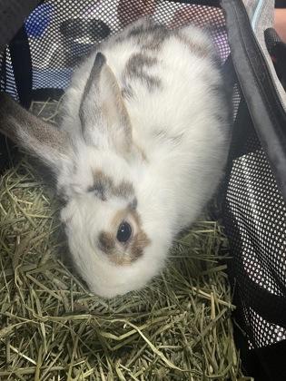 Enlarge Caramel, a ADOPTABLE Rex in Athens, GA image 1/1