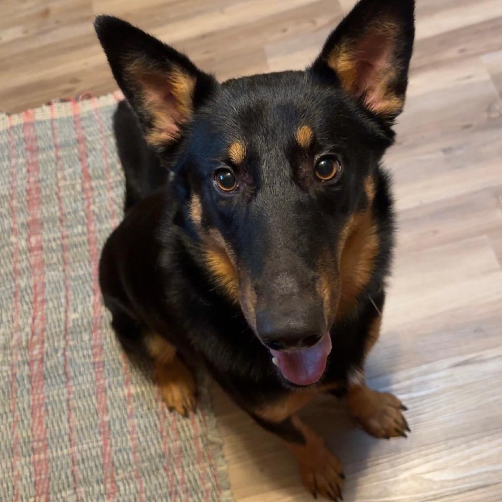 Enlarge Bongo, a Adoptable Mixed Breed in Owatonna, MN image 2/5
