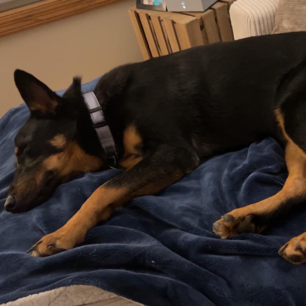 Enlarge Bongo, a Adoptable Mixed Breed in Owatonna, MN image 3/5