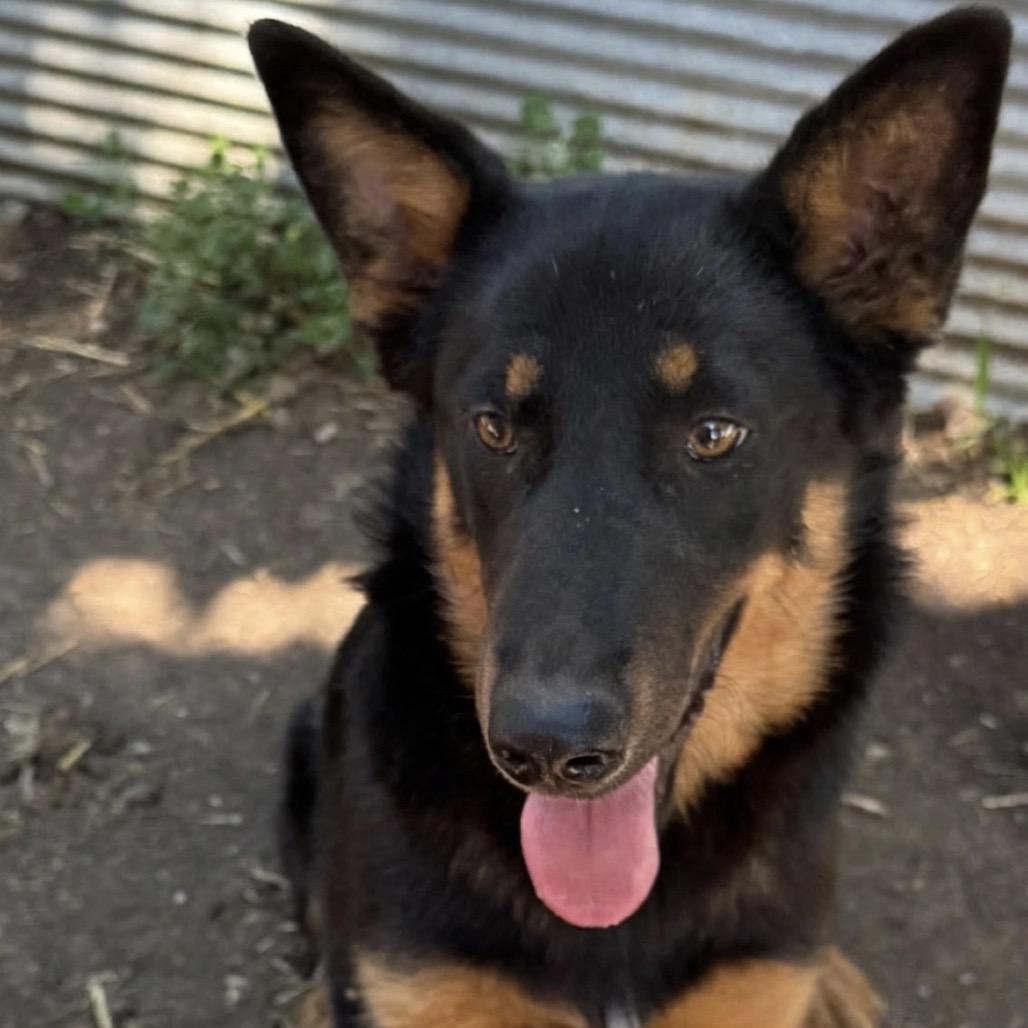 Enlarge Bongo, a Adoptable Mixed Breed in Owatonna, MN image 5/5