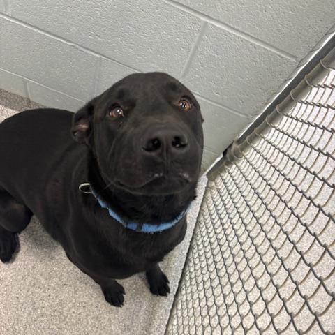 Bruce, Adoptable, Adult Male Black Labrador Retriever & Mixed Breed.