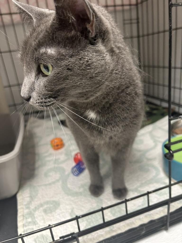 Enlarge Aqua, a ADOPTABLE Domestic Short Hair in Cape May, NJ image 2/3