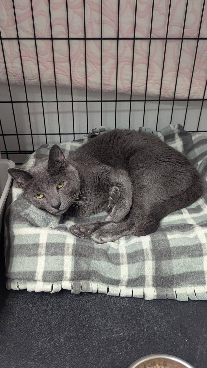 Enlarge Aqua, a ADOPTABLE Domestic Short Hair in Cape May, NJ image 3/3