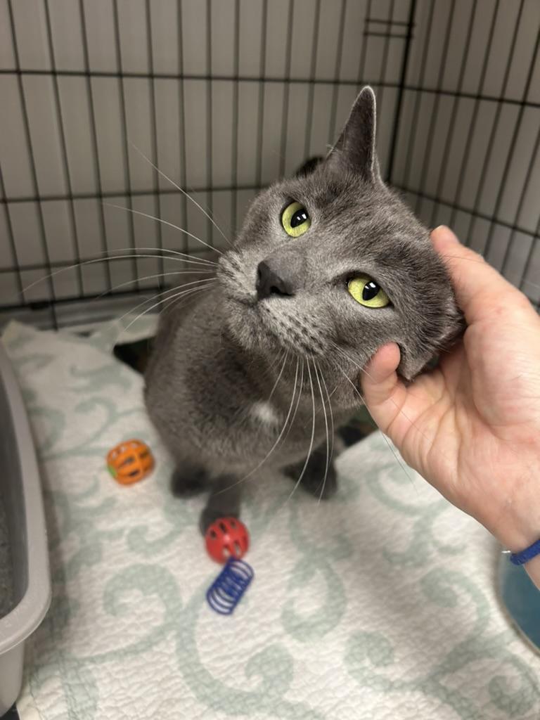 Aqua, ADOPTABLE, Young Female Domestic Short Hair.