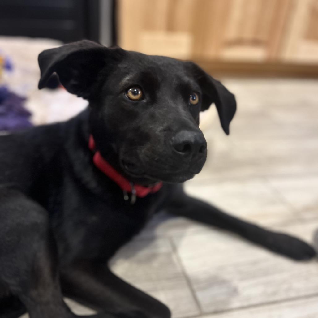 Enlarge Honey Bun, a Adoptable Black Labrador Retriever in Lander, WY image 1/4