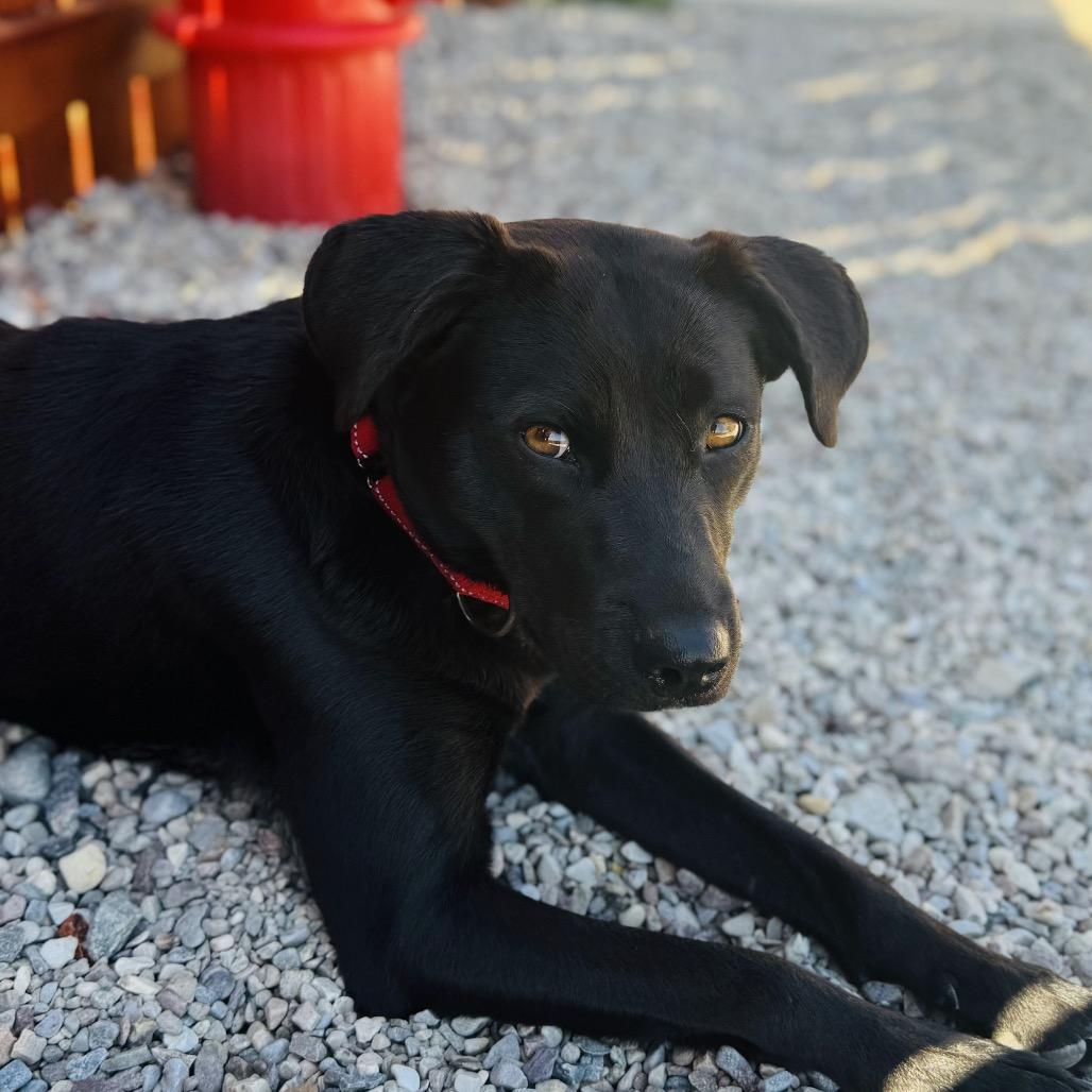 Enlarge Honey Bun, a Adoptable Black Labrador Retriever in Lander, WY image 2/4