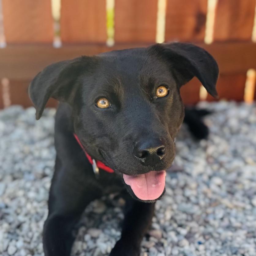 Enlarge Honey Bun, a Adoptable Black Labrador Retriever in Lander, WY image 3/4