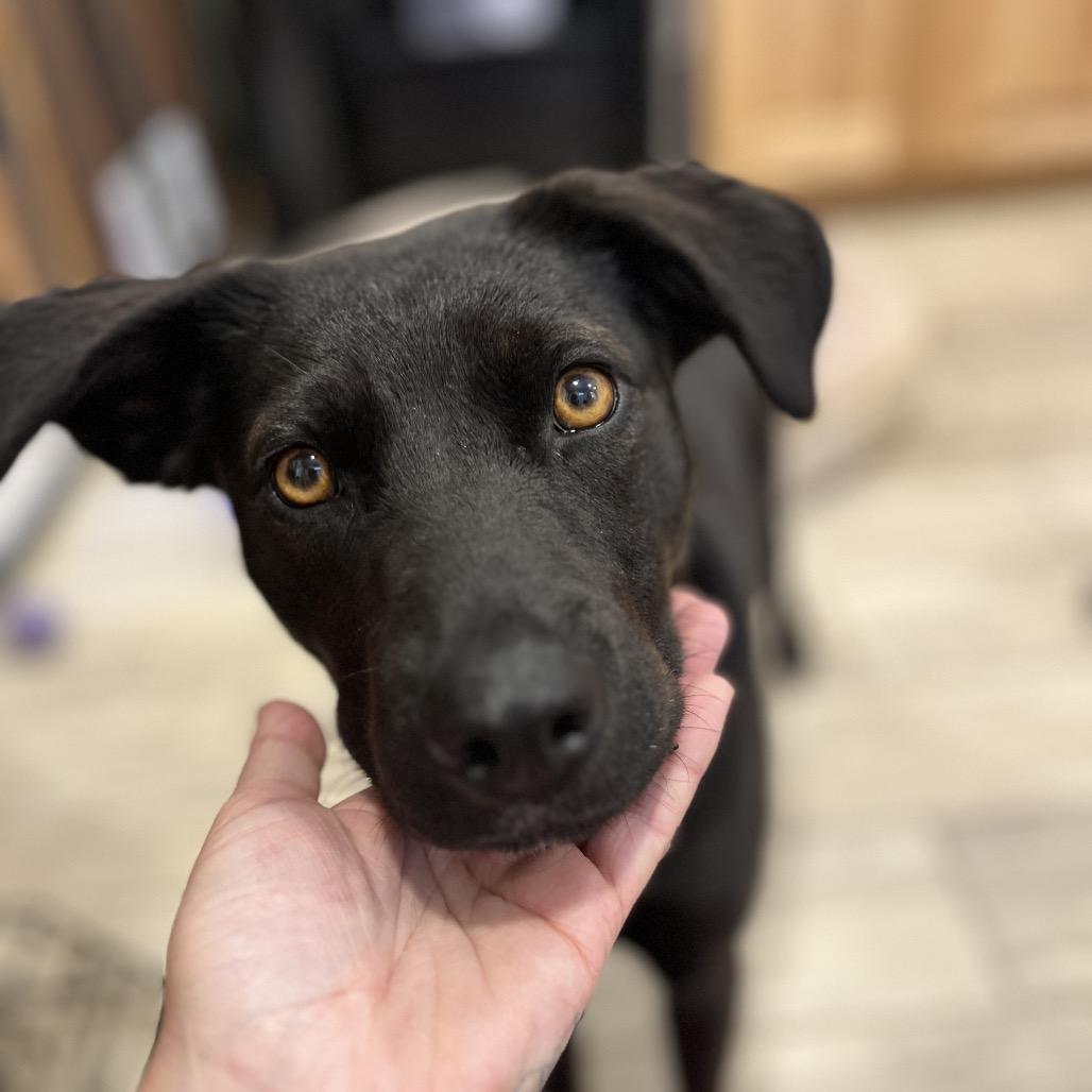 Enlarge Honey Bun, a Adoptable Black Labrador Retriever in Lander, WY image 4/4