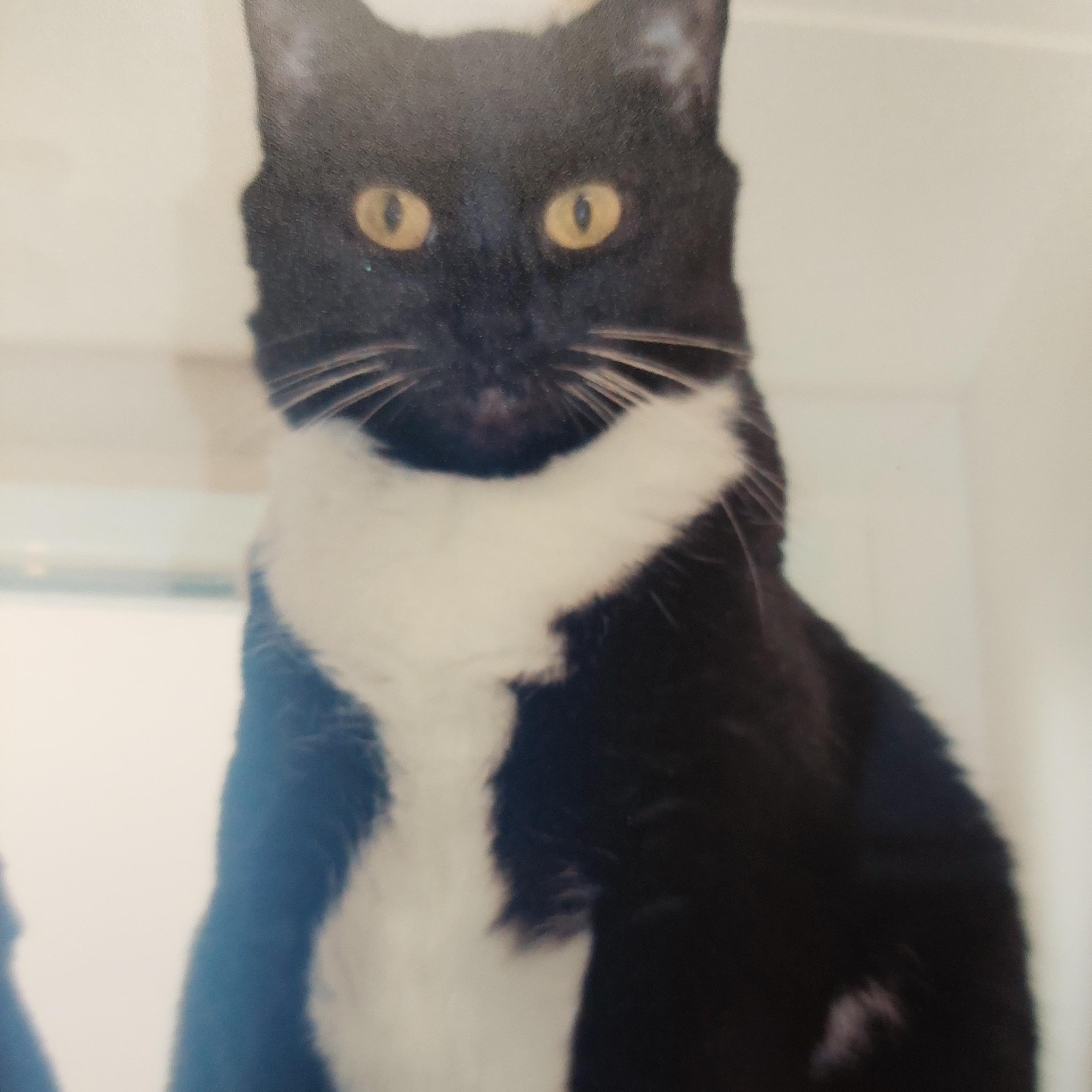 Enlarge Tux, a Adoptable Domestic Short Hair in Williamsport, PA image 1/1