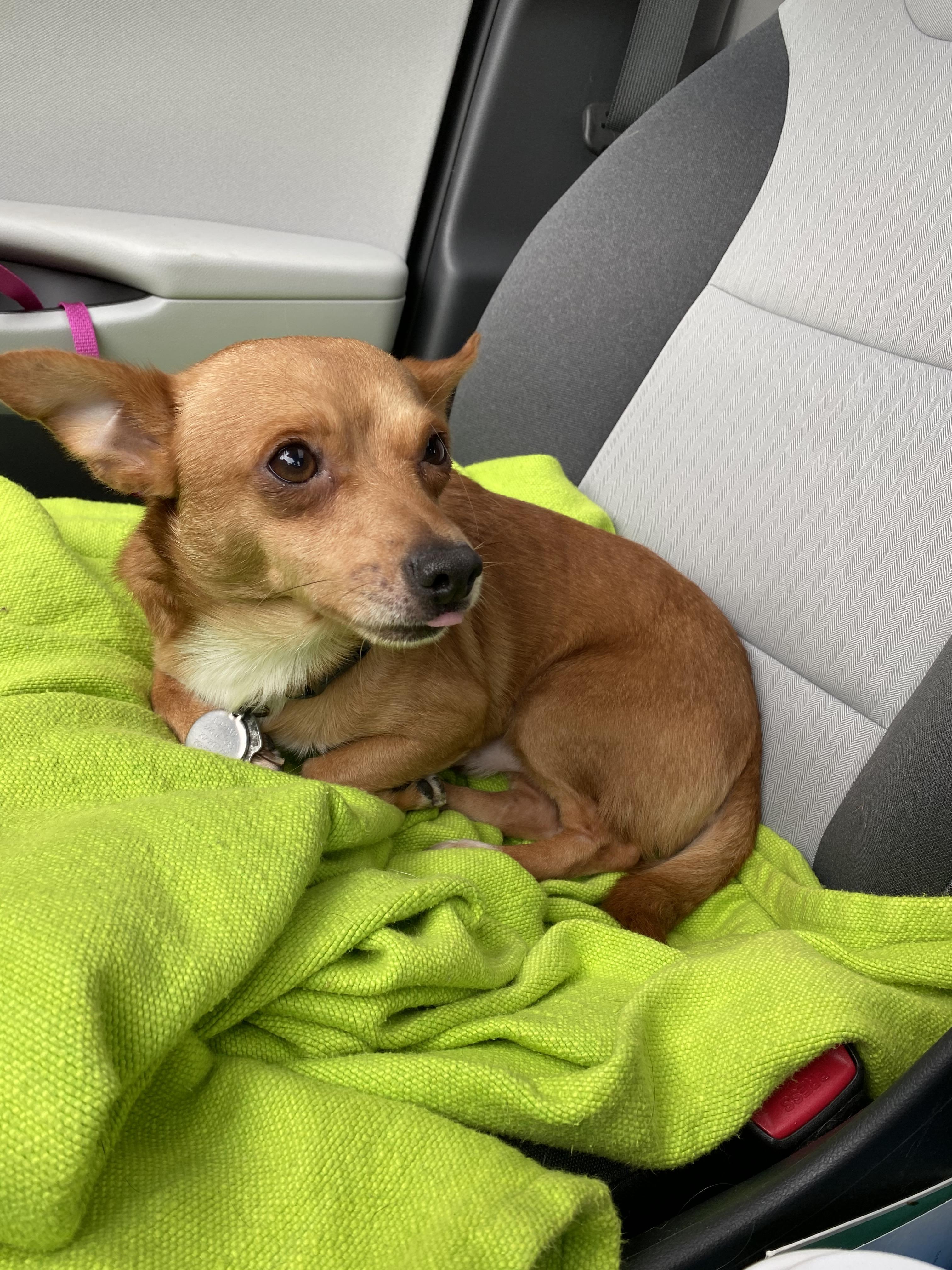 Miko, Adoptable, Senior Male Chihuahua.