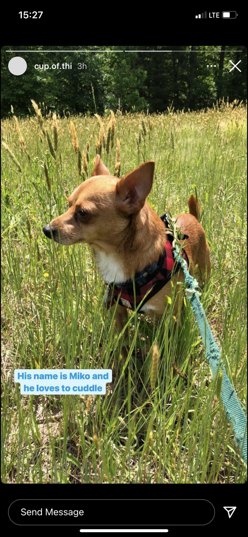 Enlarge Miko, a Adoptable mixed breed in Raleigh, NC image 2/6