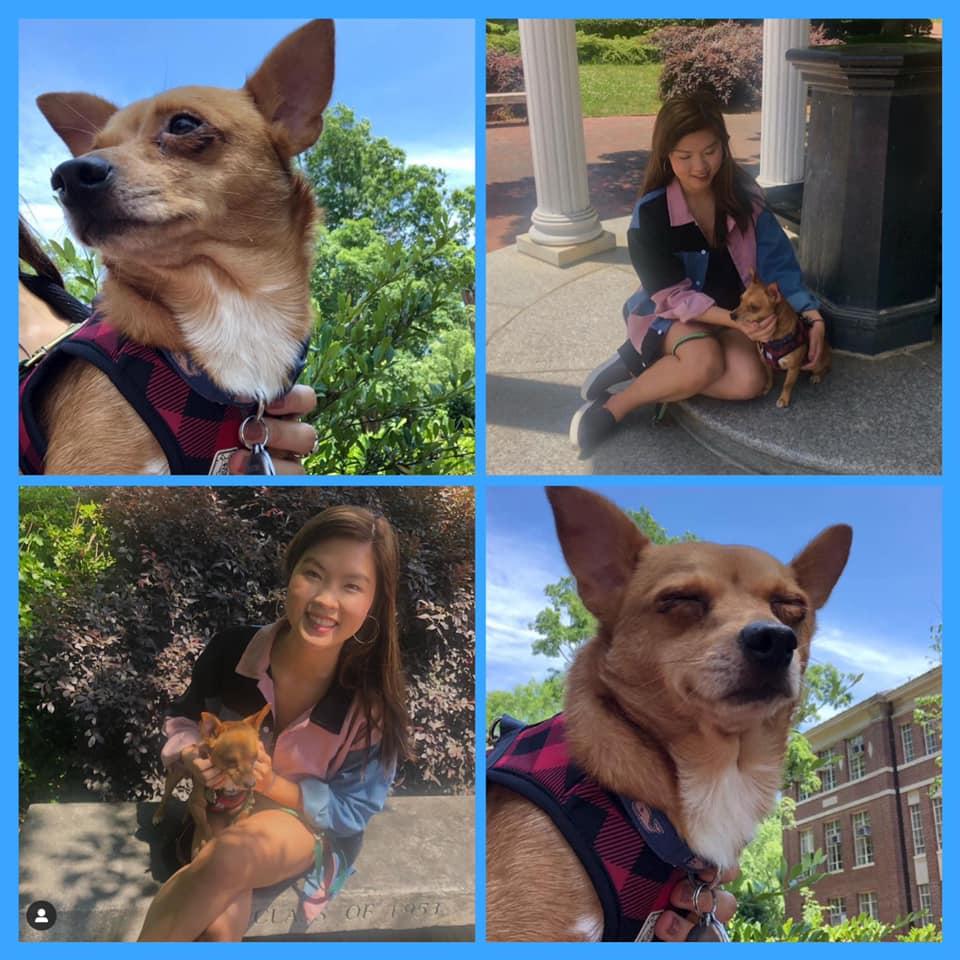 Enlarge Miko, a Adoptable mixed breed in Raleigh, NC image 4/6