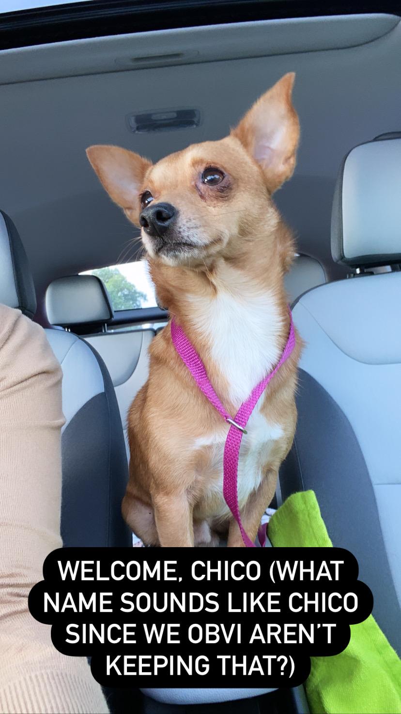 Enlarge Miko, a Adoptable mixed breed in Raleigh, NC image 5/6