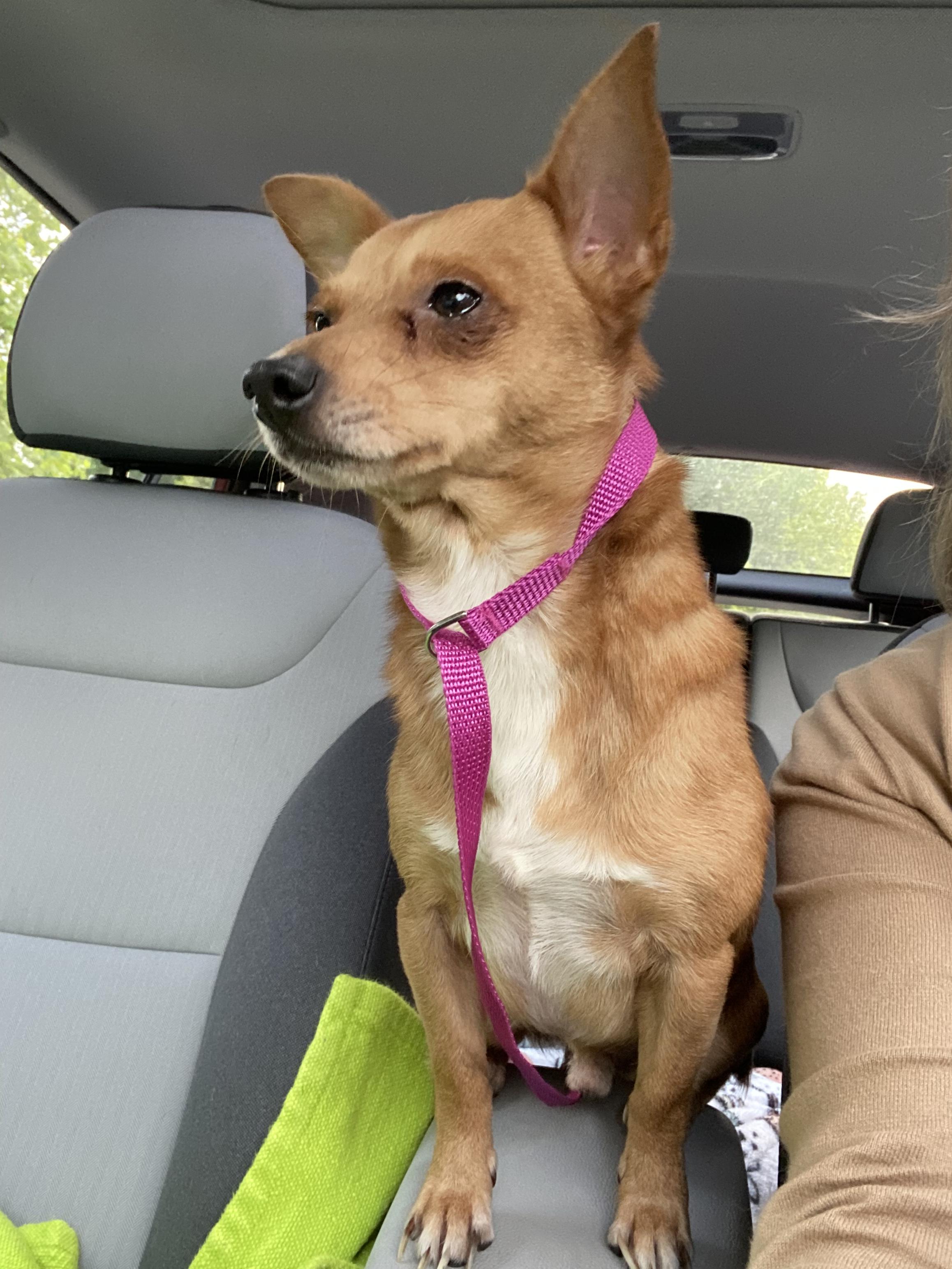 Enlarge Miko, a Adoptable mixed breed in Raleigh, NC image 6/6