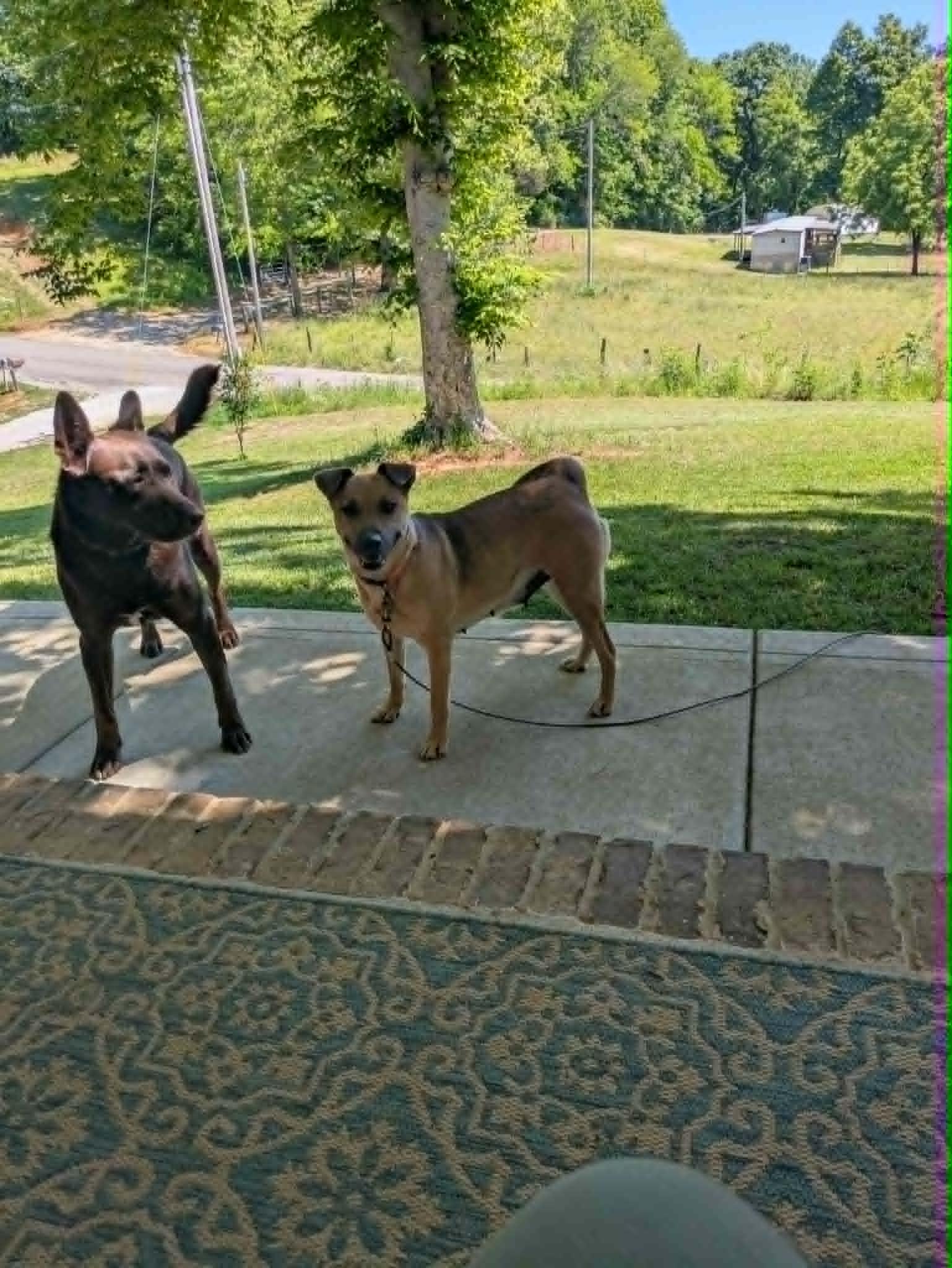 Blanche, a ADOPTABLE mixed breed in Hilham, TN image 4/4