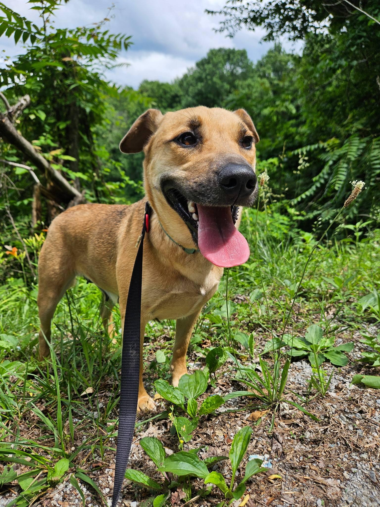 Blanche, ADOPTABLE, Adult Female Mixed Breed.