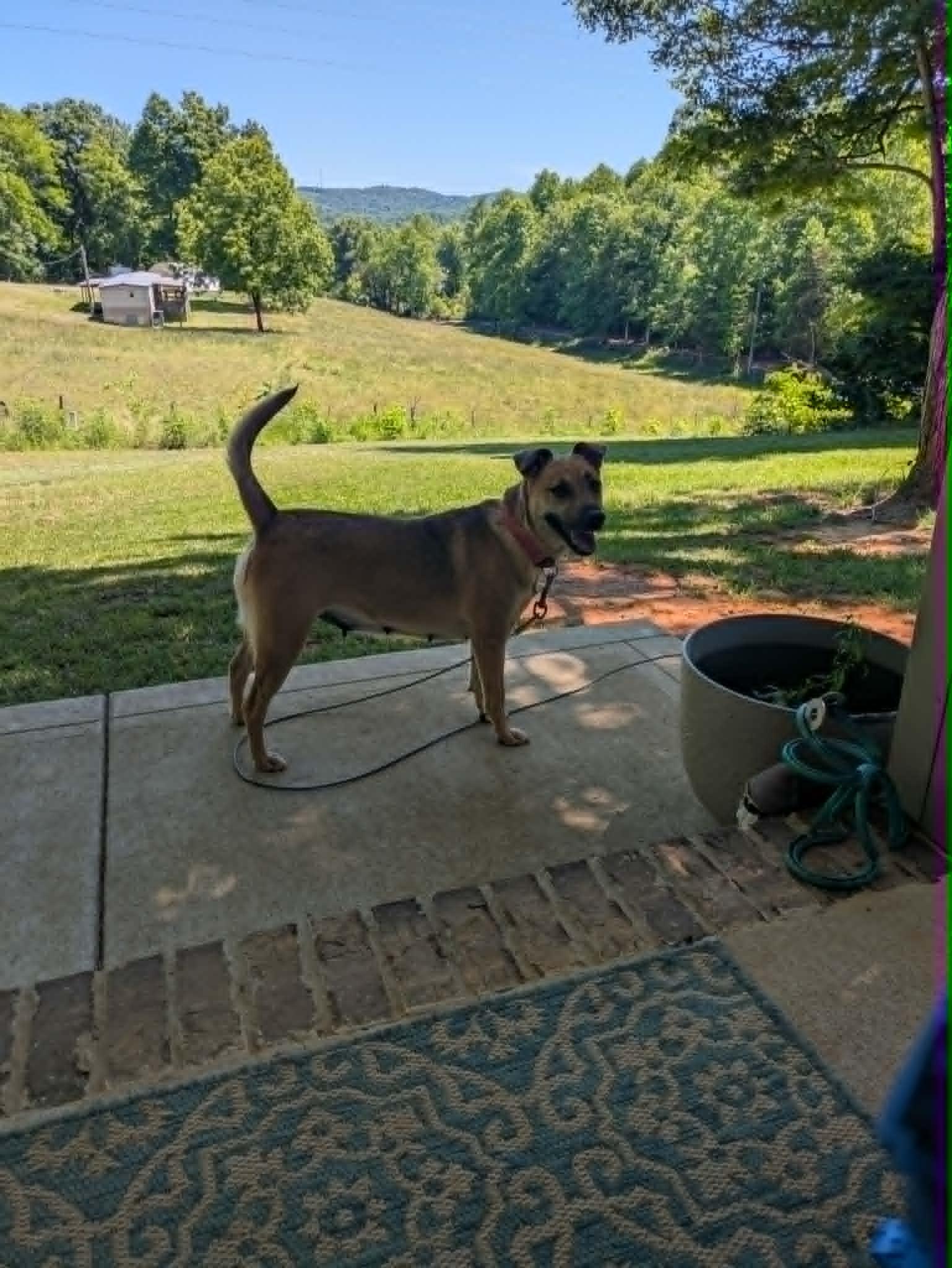 Blanche, a ADOPTABLE mixed breed in Hilham, TN image 3/4