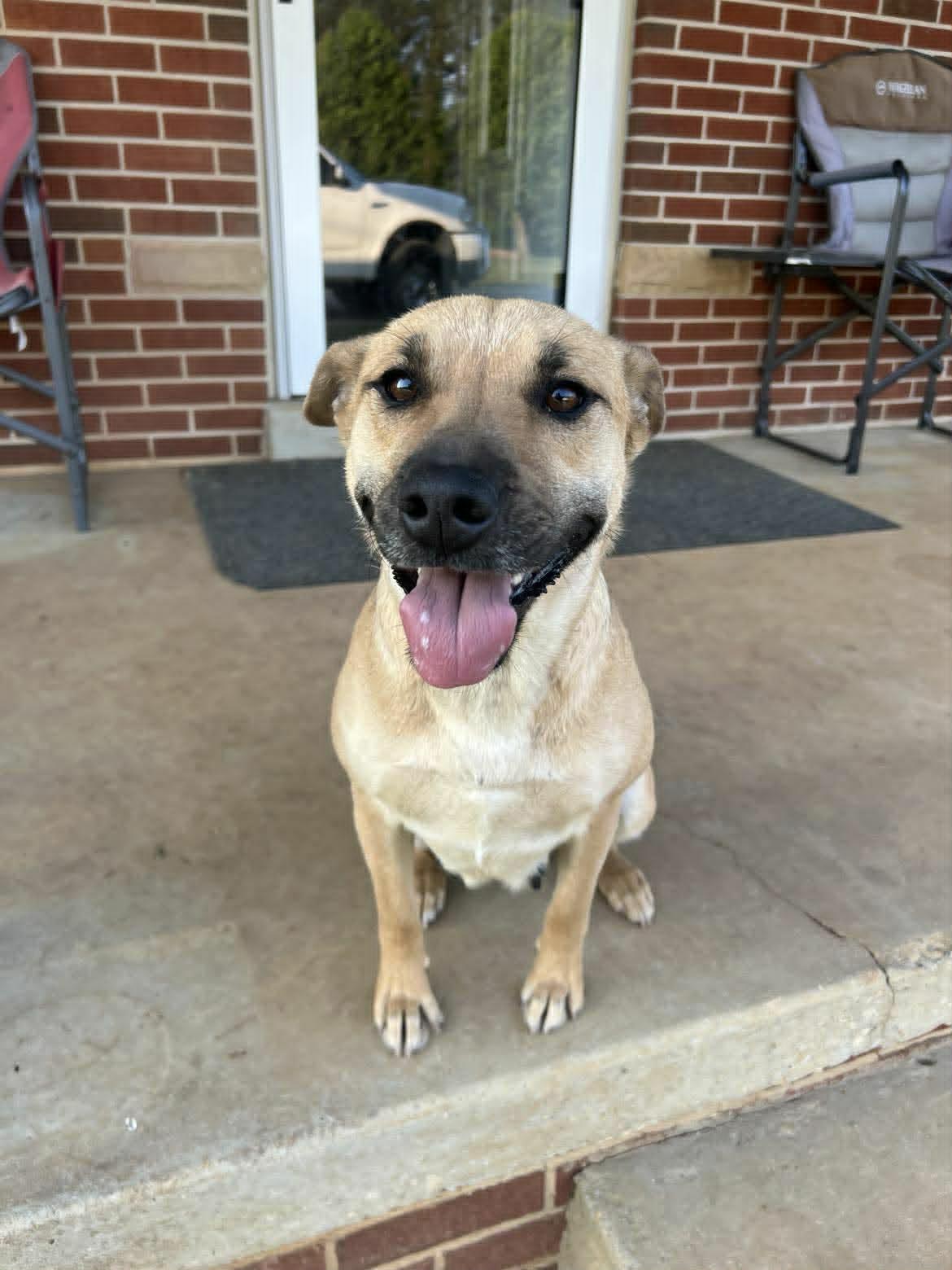 Blanche, ADOPTABLE, Adult Female Mixed Breed.