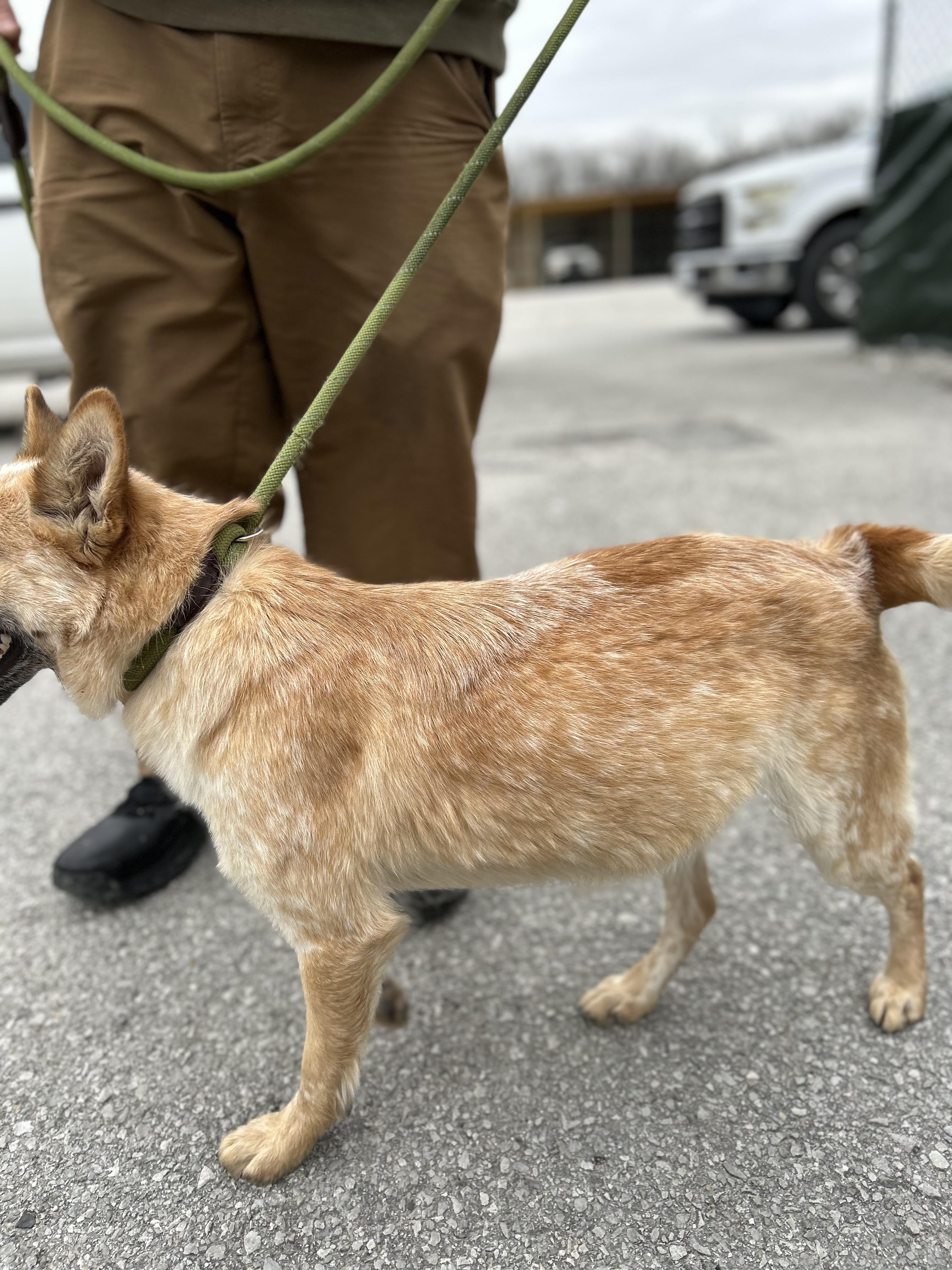 Enlarge Dallas, a ADOPTABLE Australian Cattle Dog / Blue Heeler in Manchester, TN image 2/6