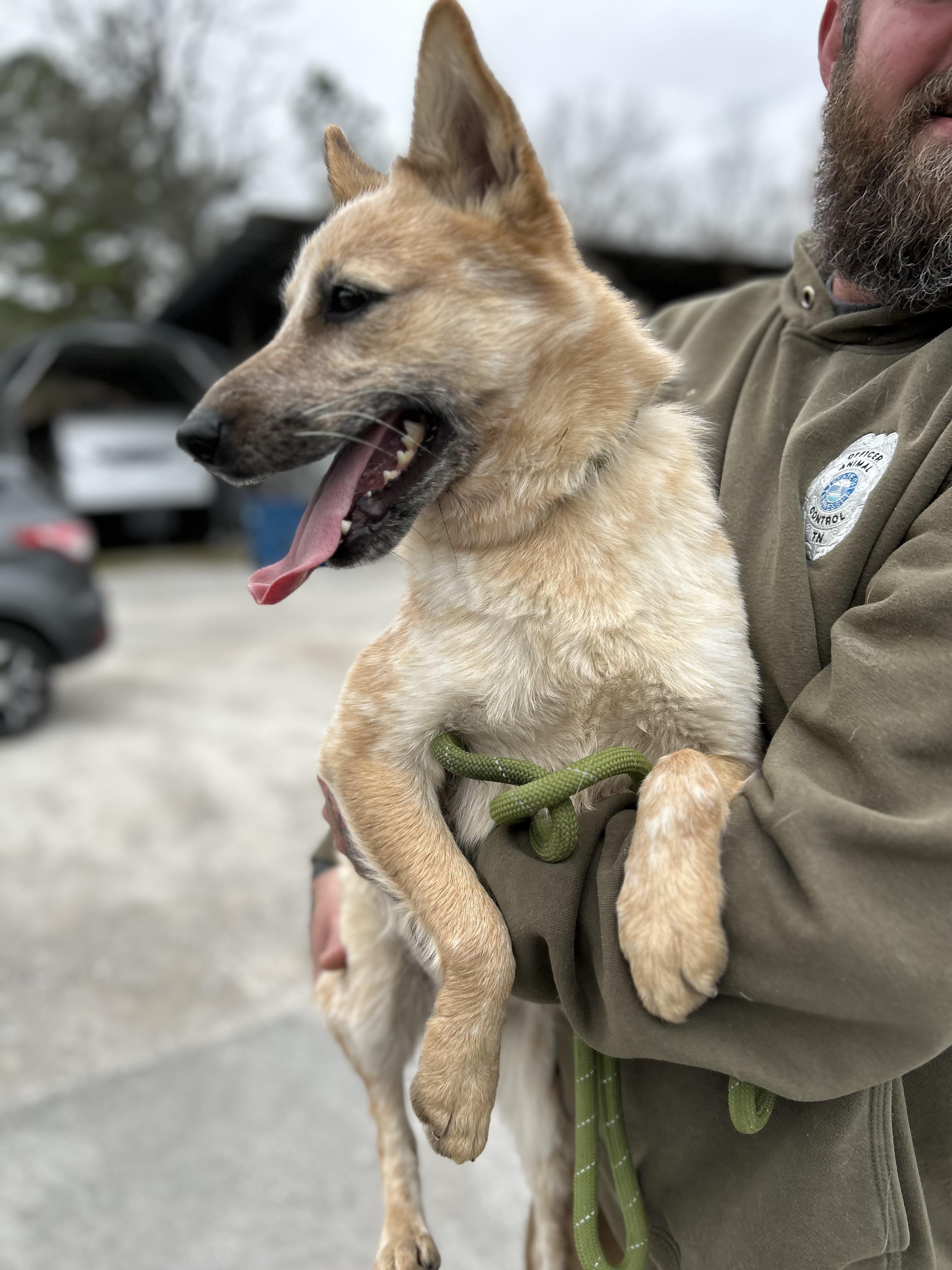Enlarge Dallas, a ADOPTABLE Australian Cattle Dog / Blue Heeler in Manchester, TN image 3/6