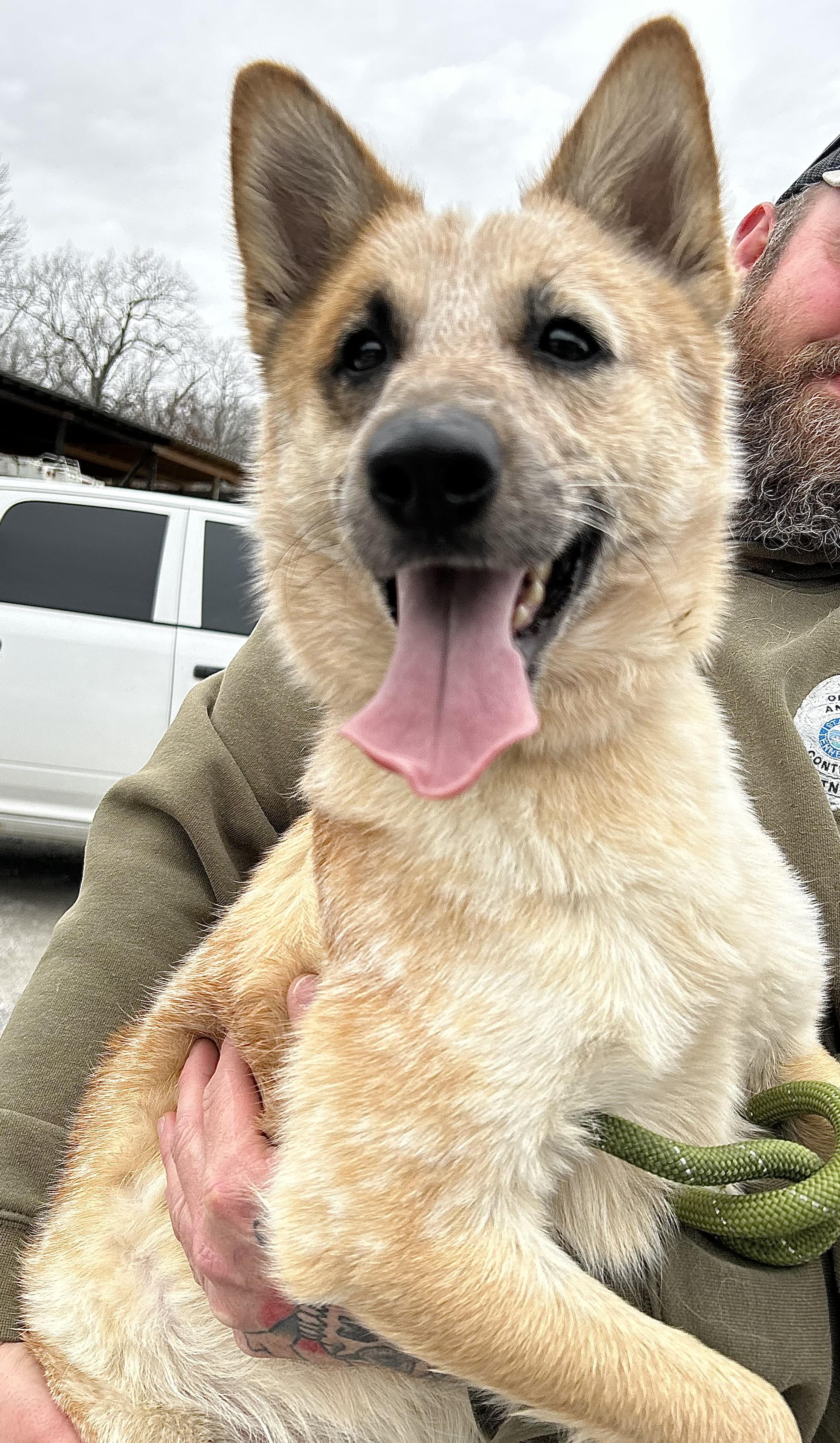 Enlarge Dallas, a ADOPTABLE Australian Cattle Dog / Blue Heeler in Manchester, TN image 5/6
