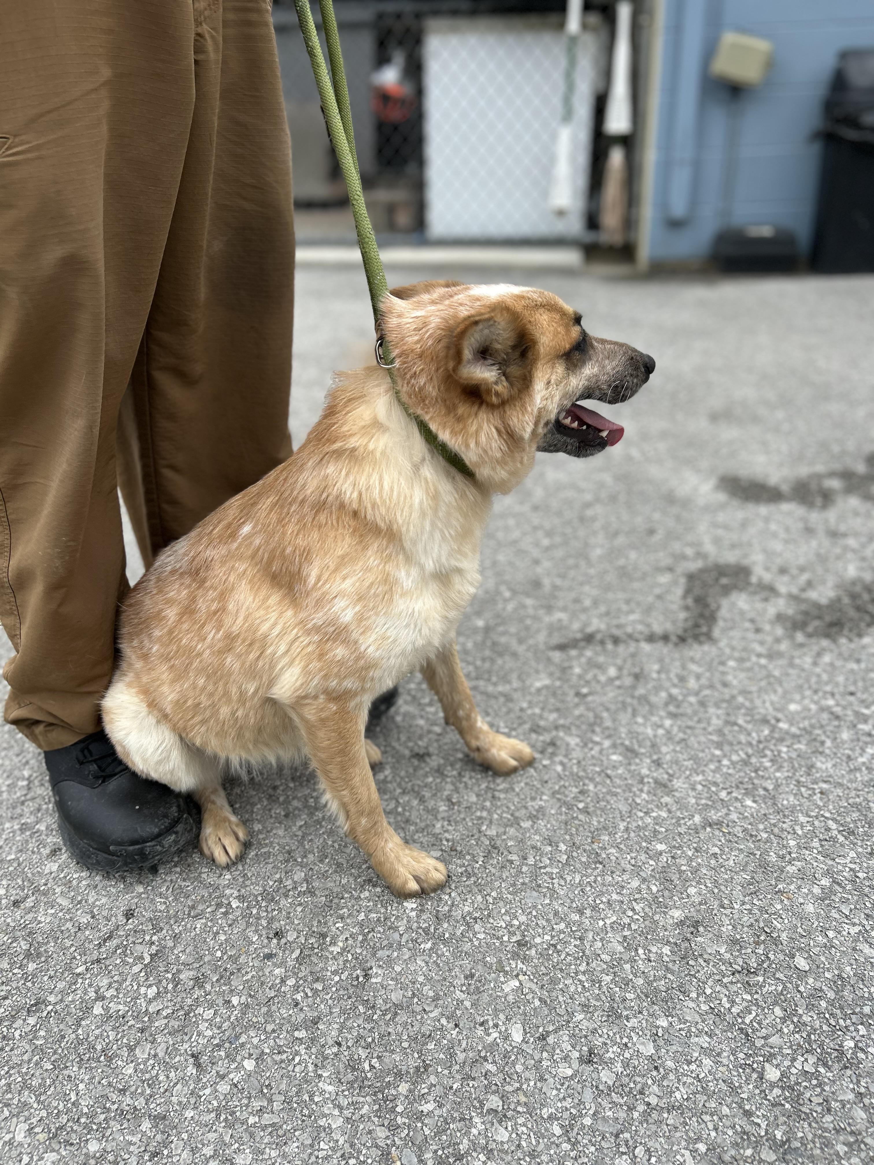 Enlarge Dallas, a ADOPTABLE Australian Cattle Dog / Blue Heeler in Manchester, TN image 4/6