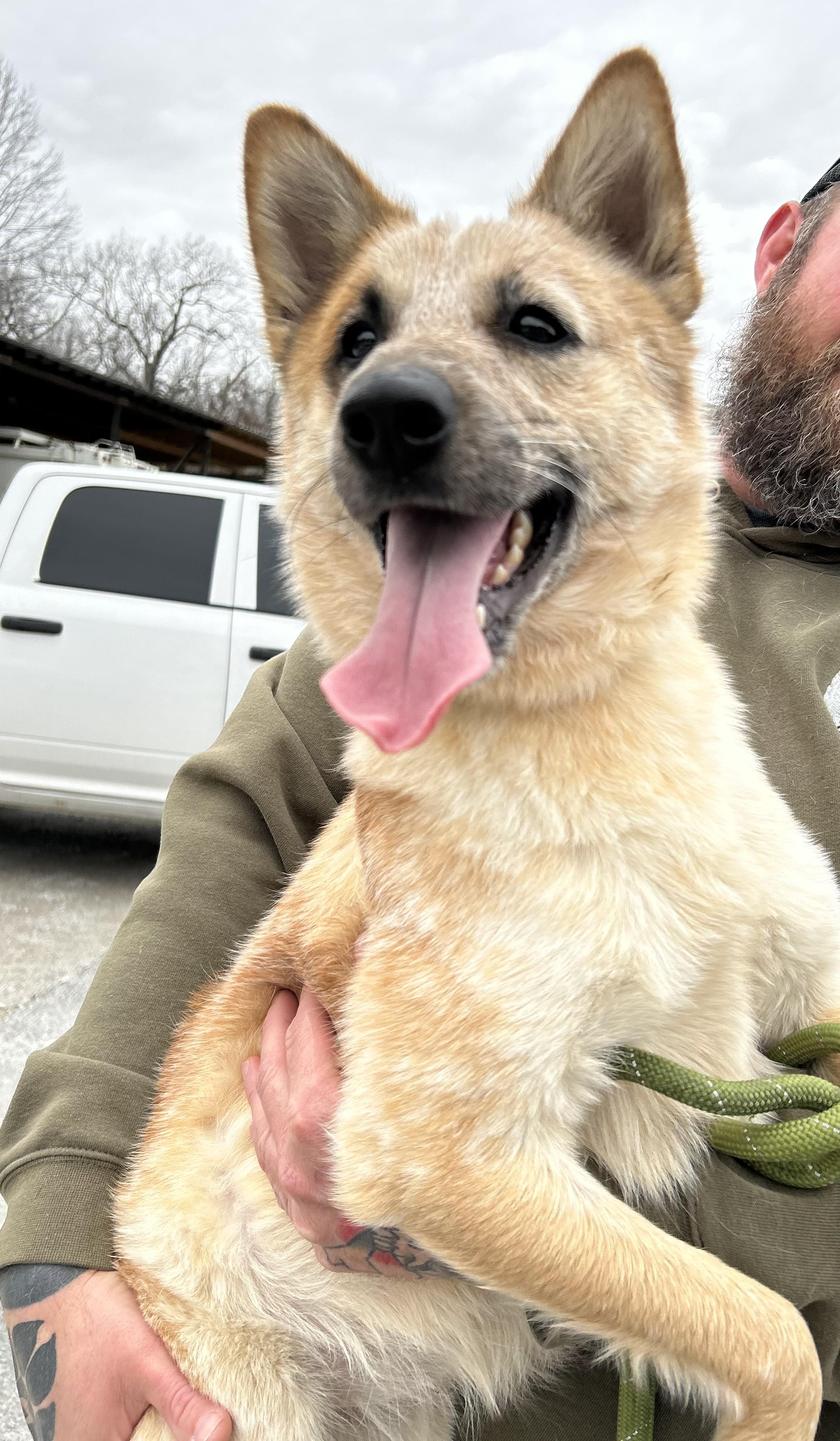 Enlarge Dallas, a ADOPTABLE Australian Cattle Dog / Blue Heeler in Manchester, TN image 1/6