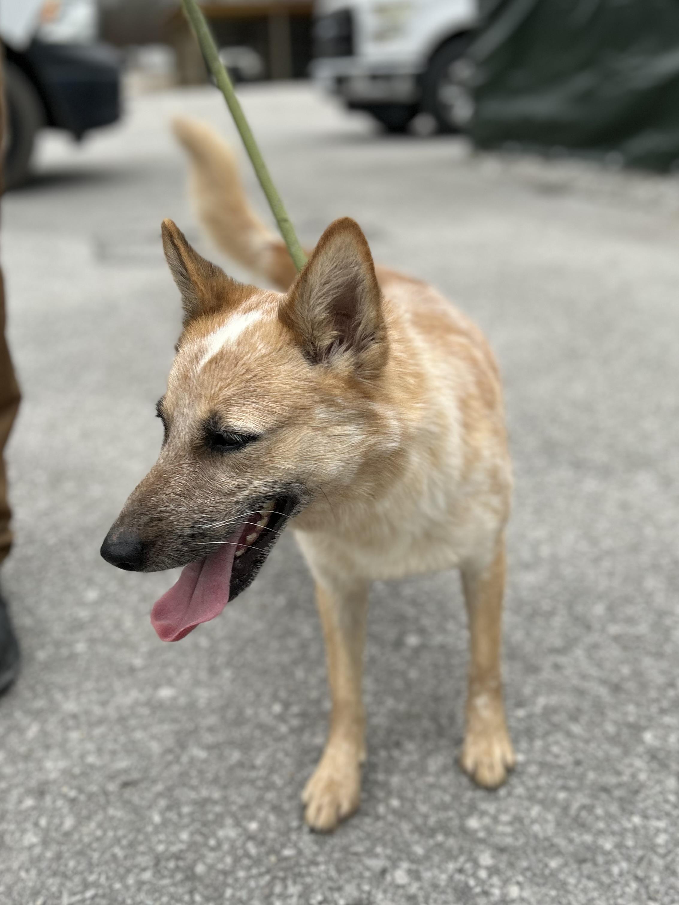 Enlarge Dallas, a ADOPTABLE Australian Cattle Dog / Blue Heeler in Manchester, TN image 6/6