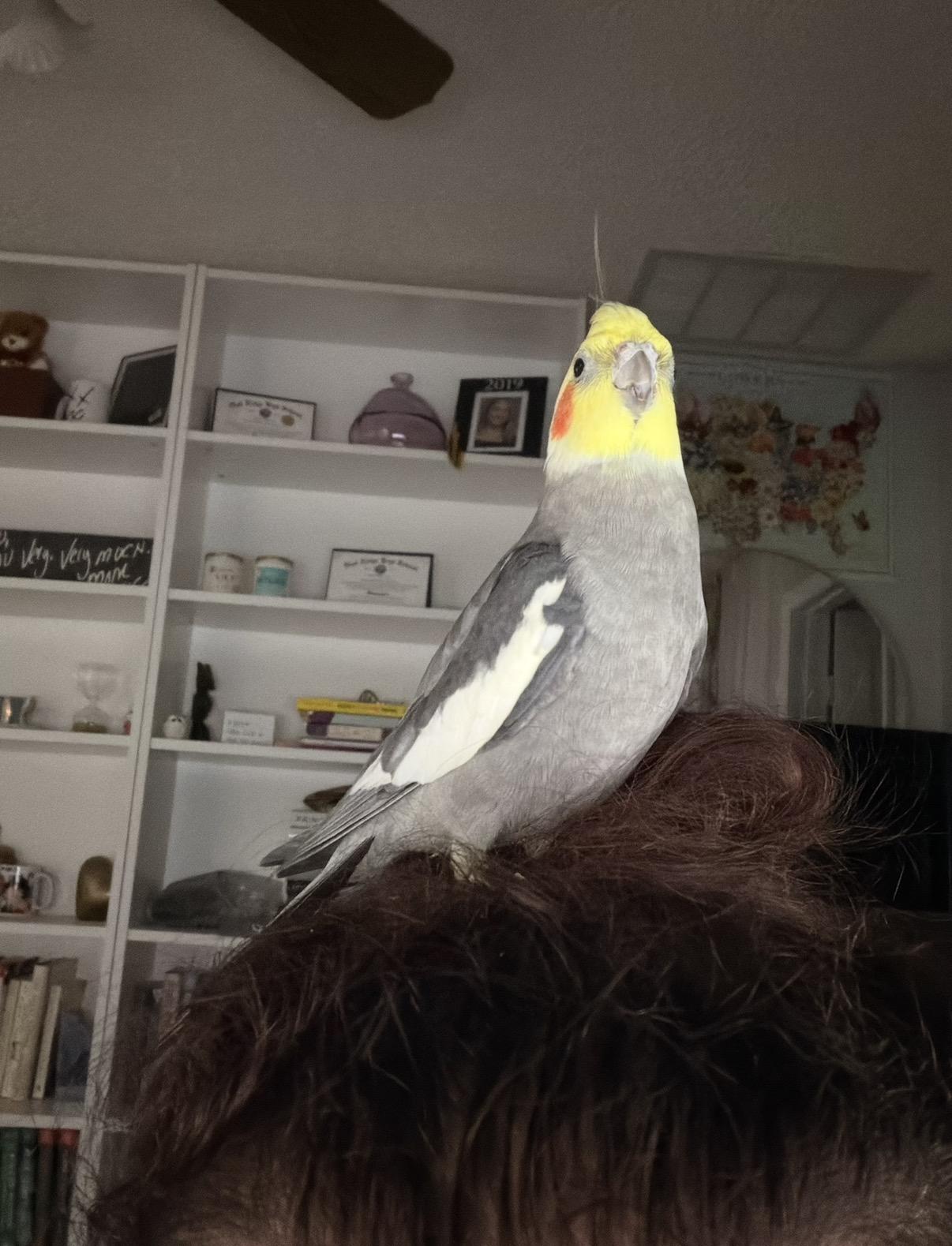 Enlarge Vern, a Adopted Cockatiel in Orlando, FL image 3/3