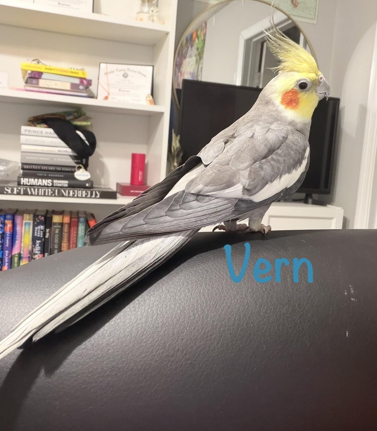 Enlarge Vern, a Adopted Cockatiel in Orlando, FL image 1/3