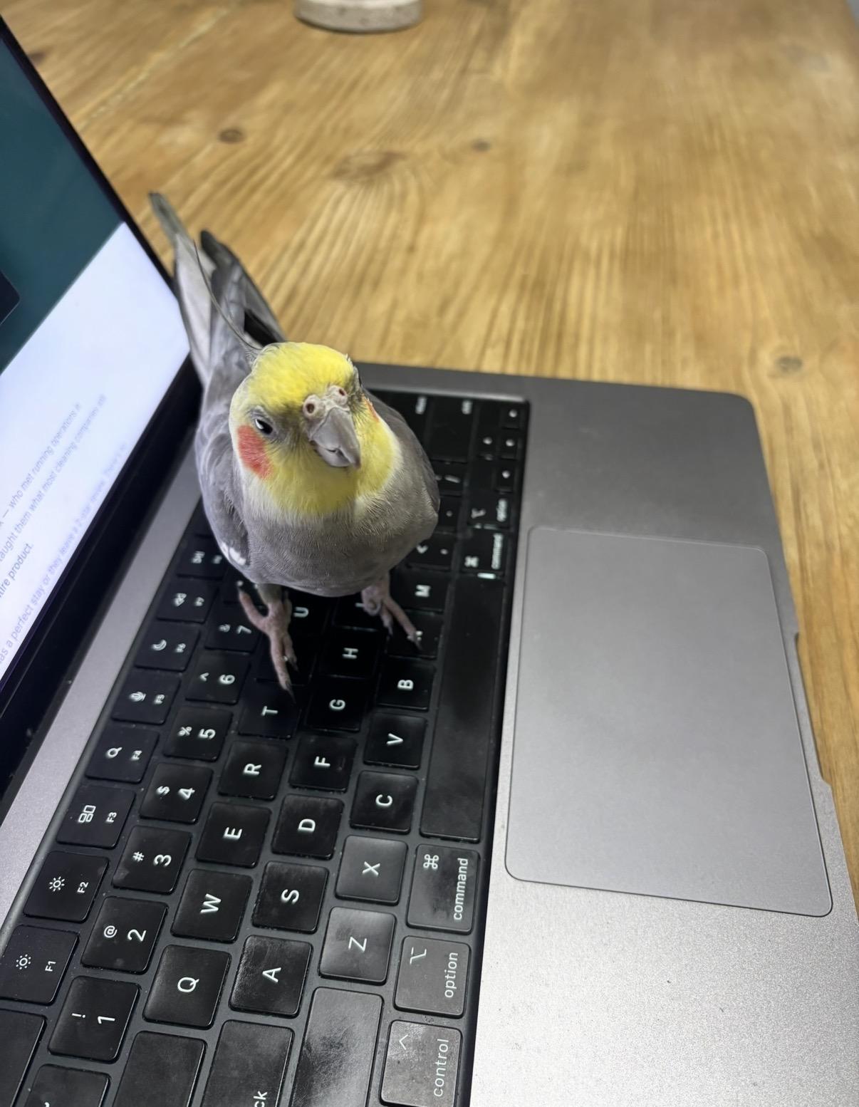 Enlarge Vern, a Adopted Cockatiel in Orlando, FL image 2/3