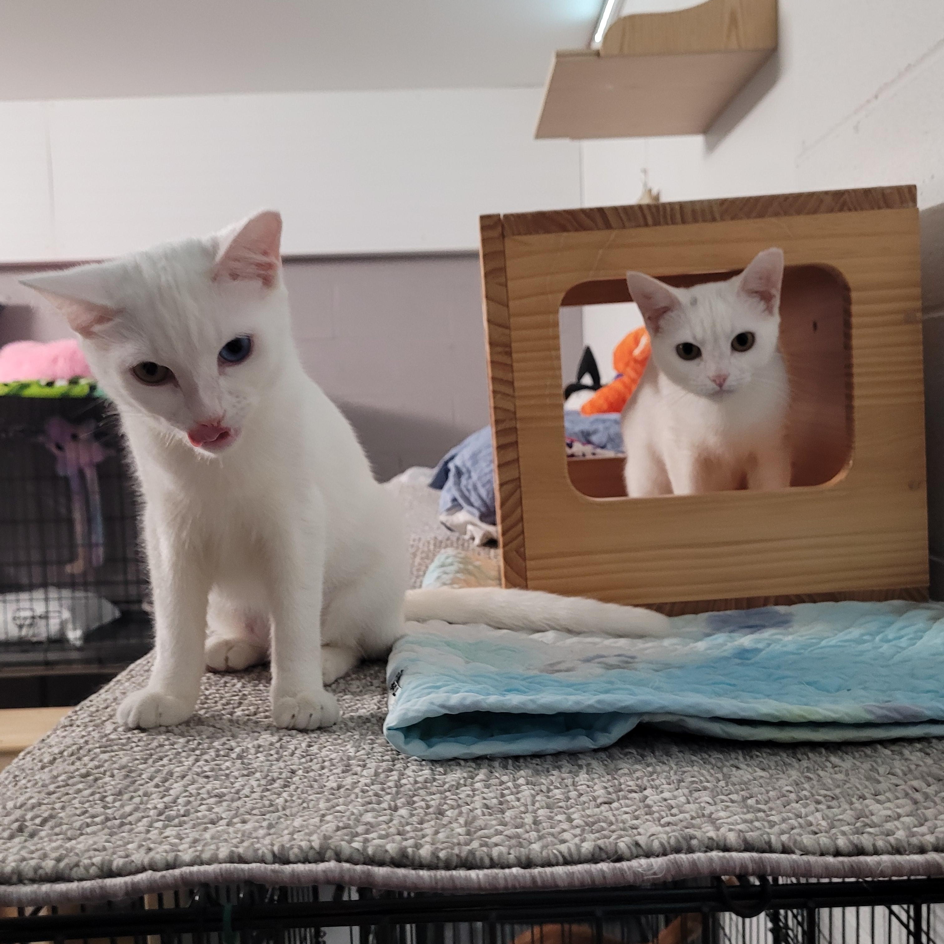 Enlarge Hope & Grace, a Adoptable American Shorthair in Mount Pleasant, SC image 2/3