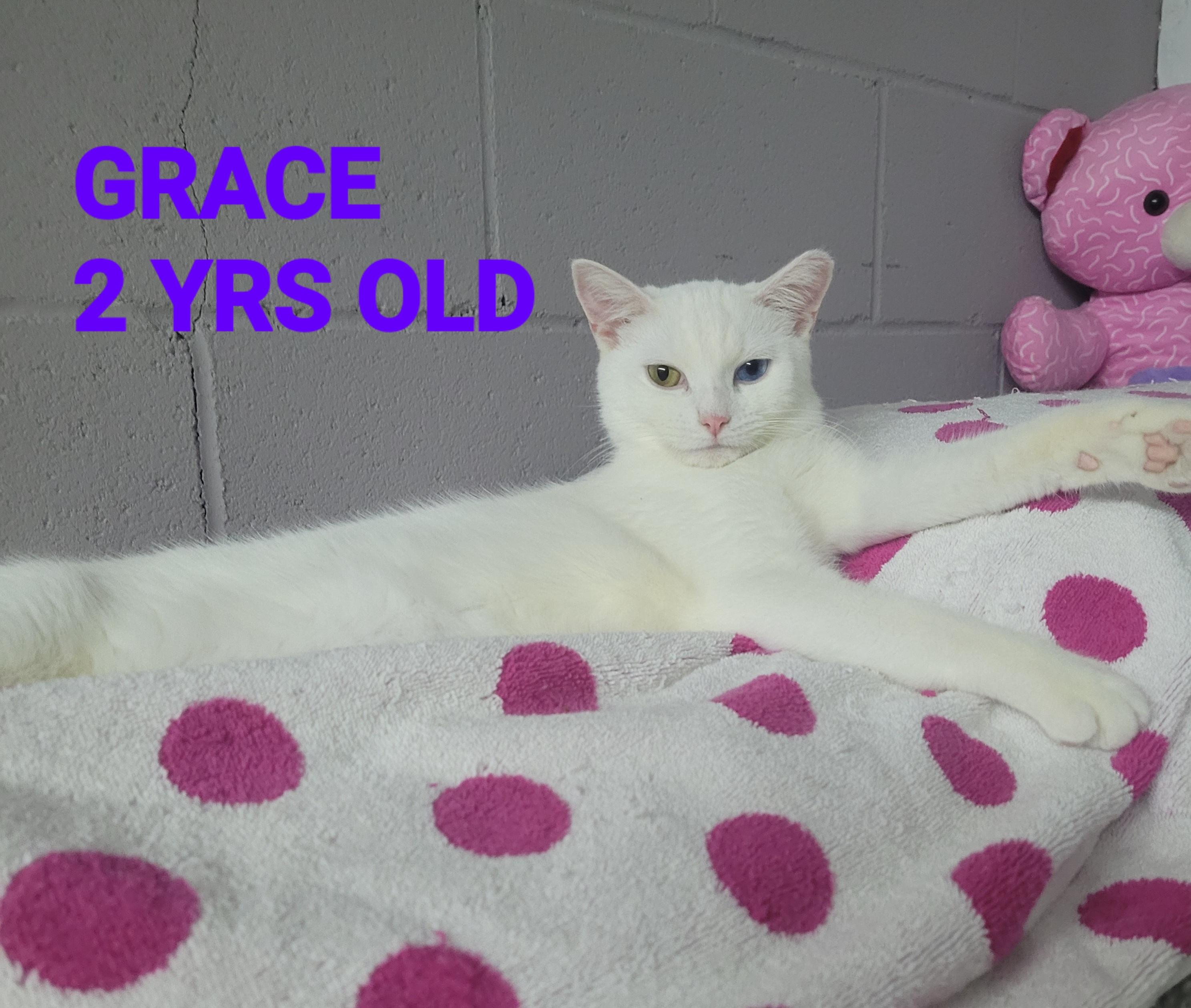 Hope & Grace, Adoptable, Adult Female American Shorthair.