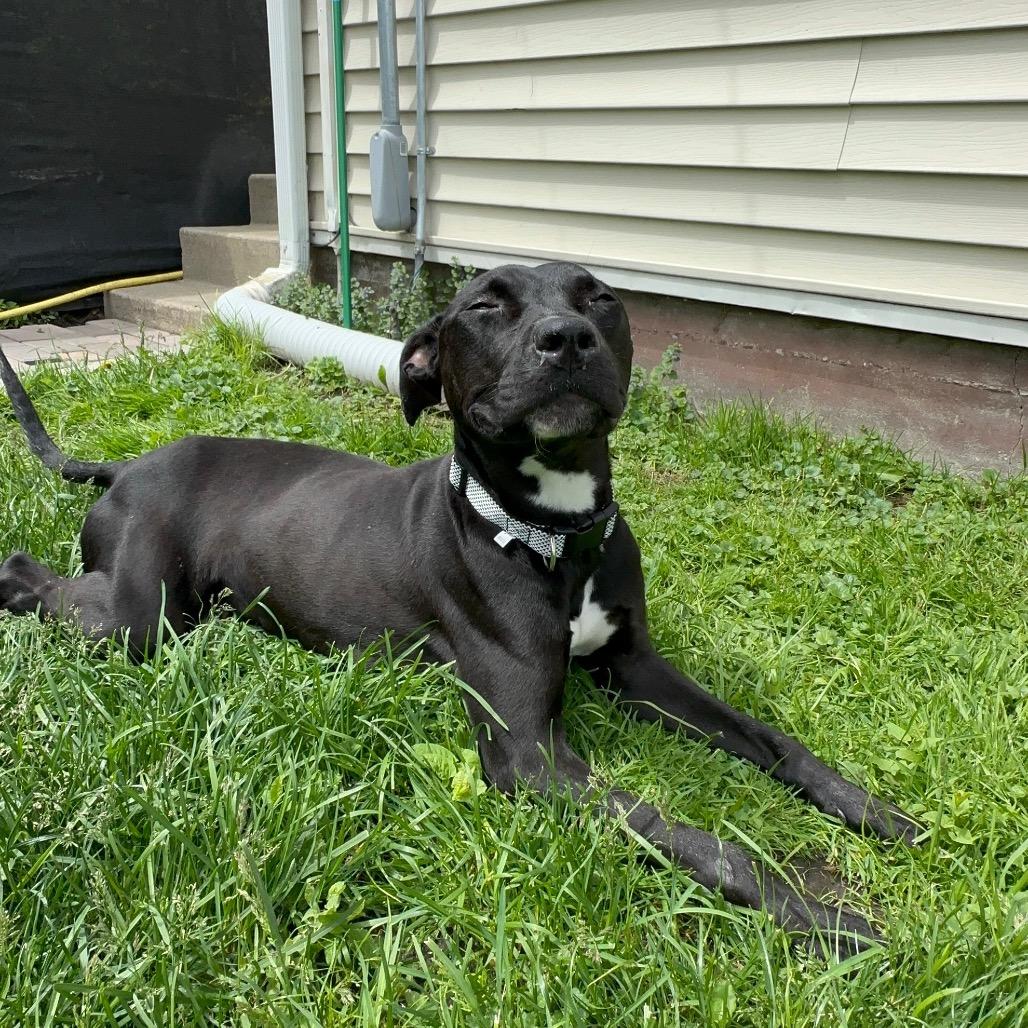 Kasha, Adoptable, Adult Female Pit Bull Terrier.