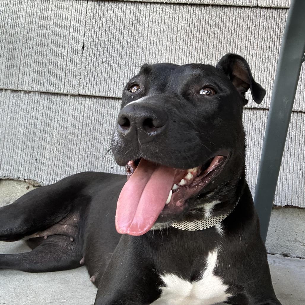 Enlarge Kasha, a Adoptable Pit Bull Terrier in Chicago, IL image 2/6