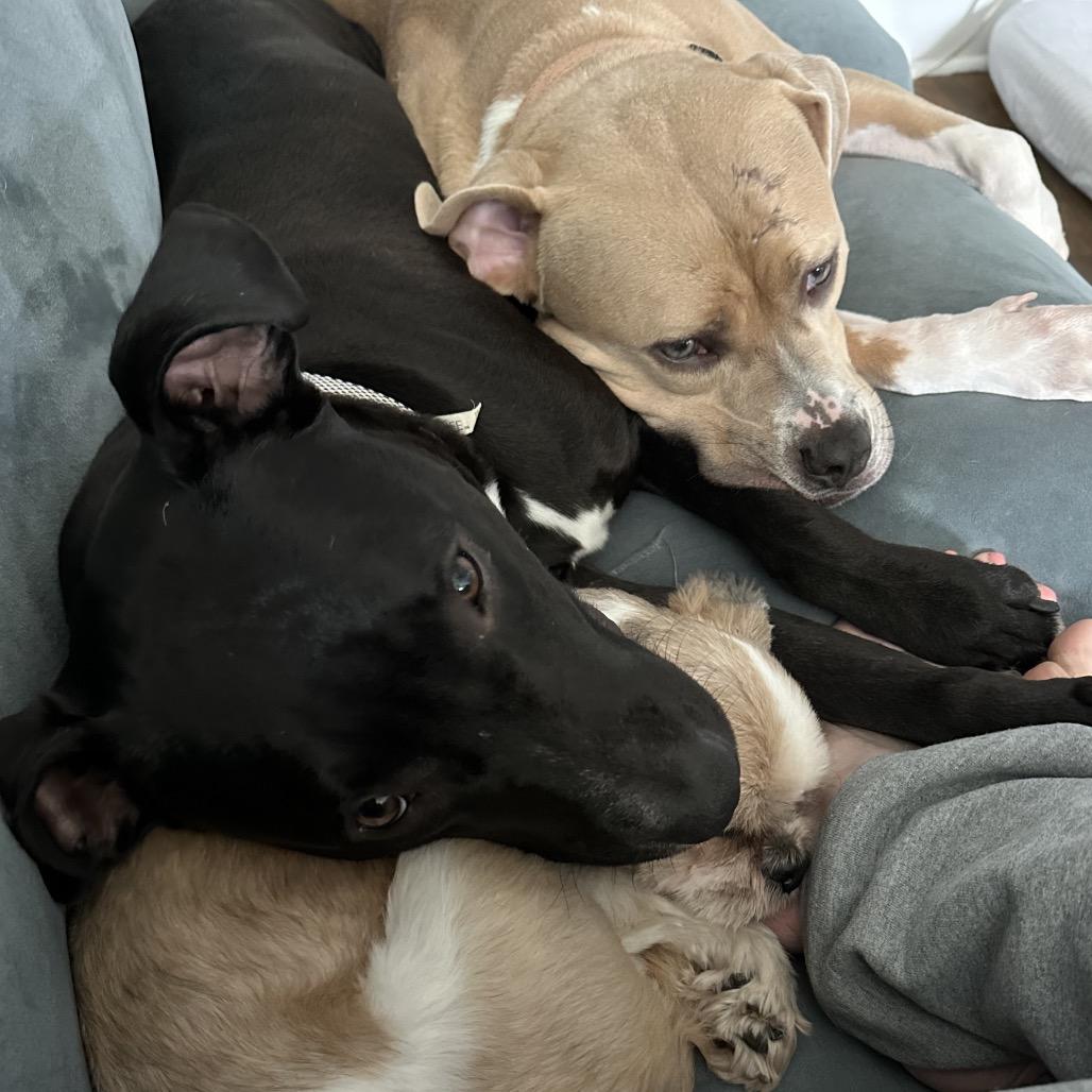 Enlarge Kasha, a Adoptable Pit Bull Terrier in Chicago, IL image 2/5