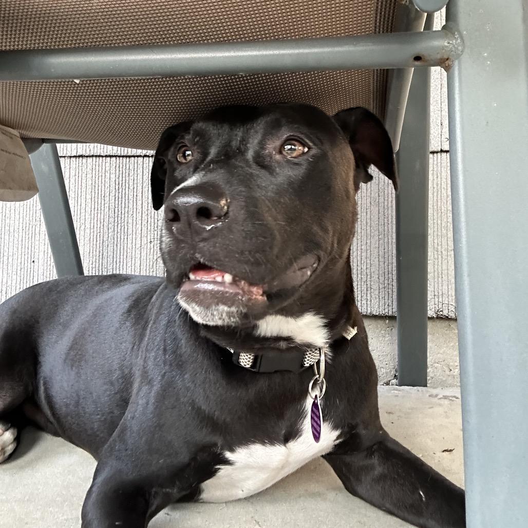 Enlarge Kasha, a Adoptable Pit Bull Terrier in Chicago, IL image 3/6