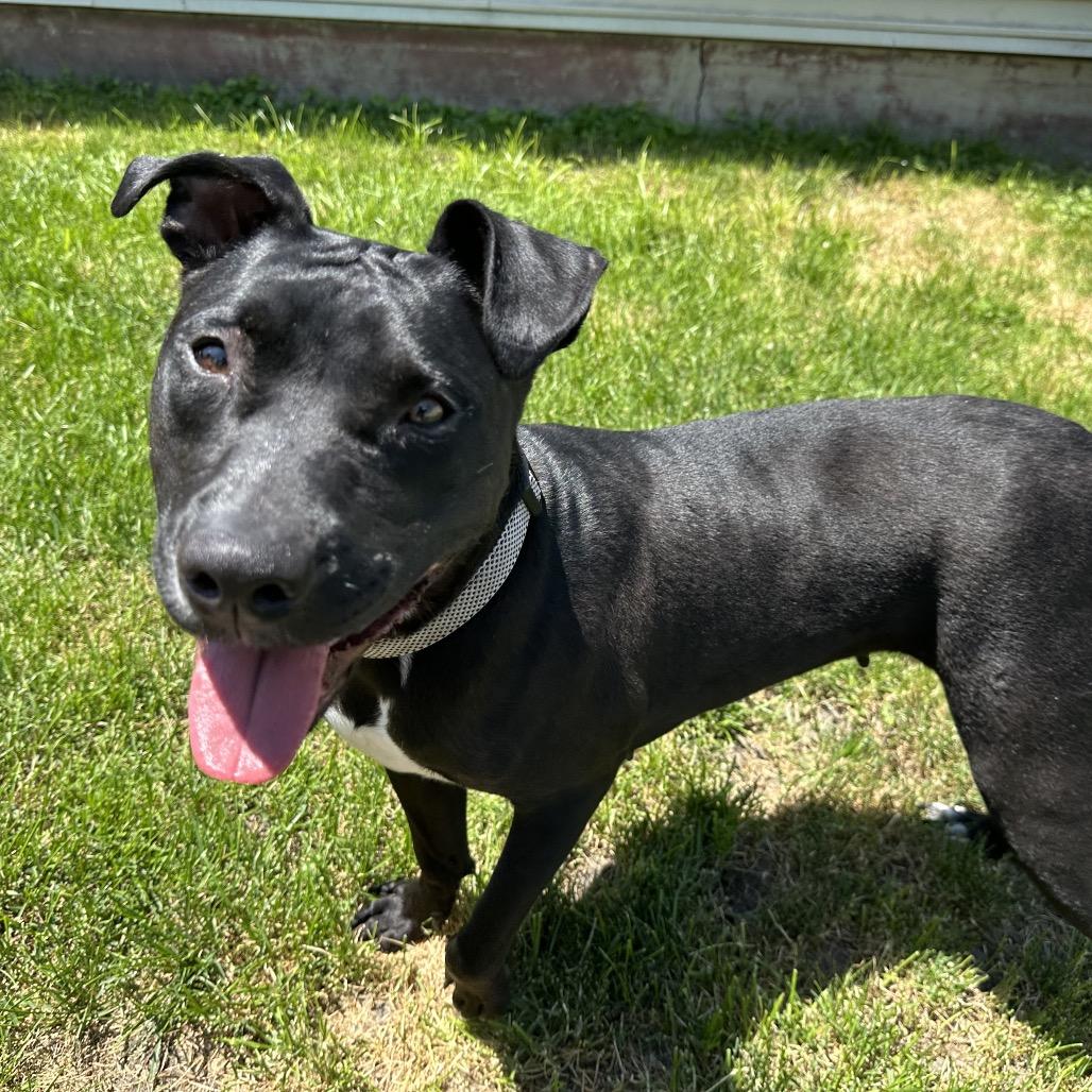 Enlarge Kasha, a Adoptable Pit Bull Terrier in Chicago, IL image 3/5